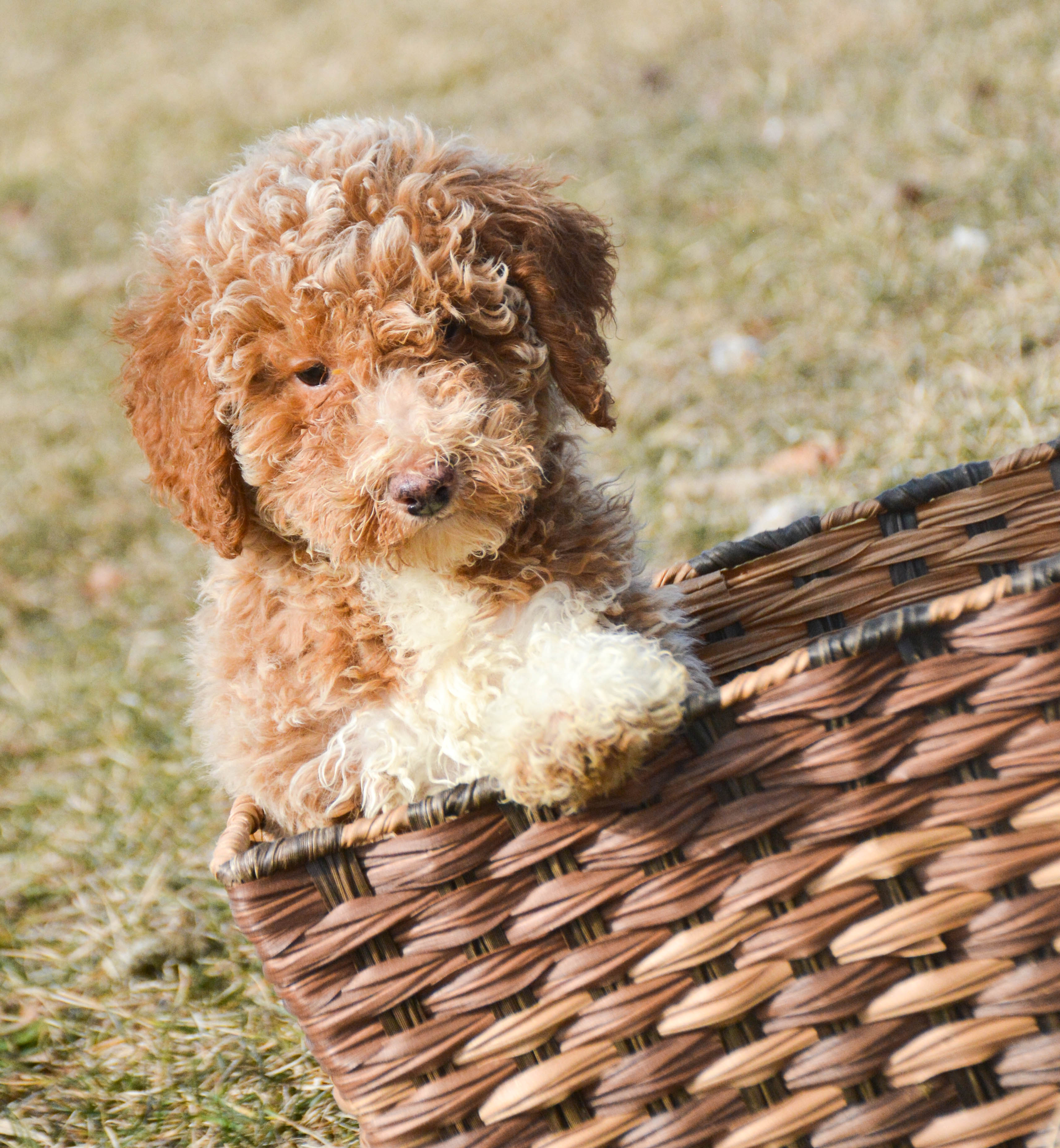 Pasley Mini Poodle FM3