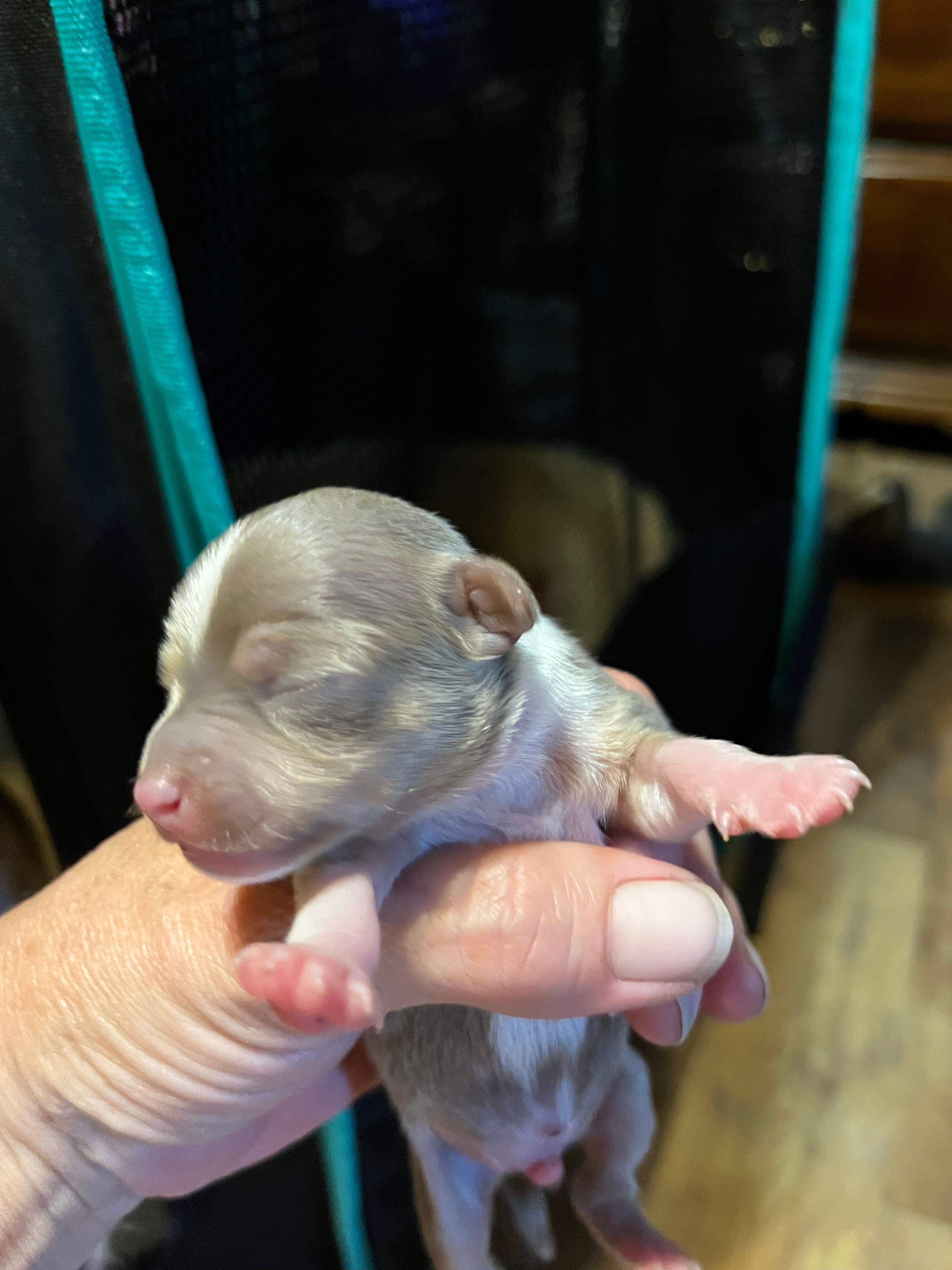Male2 – Chihuahua puppy for sale in Falls Mills, VA