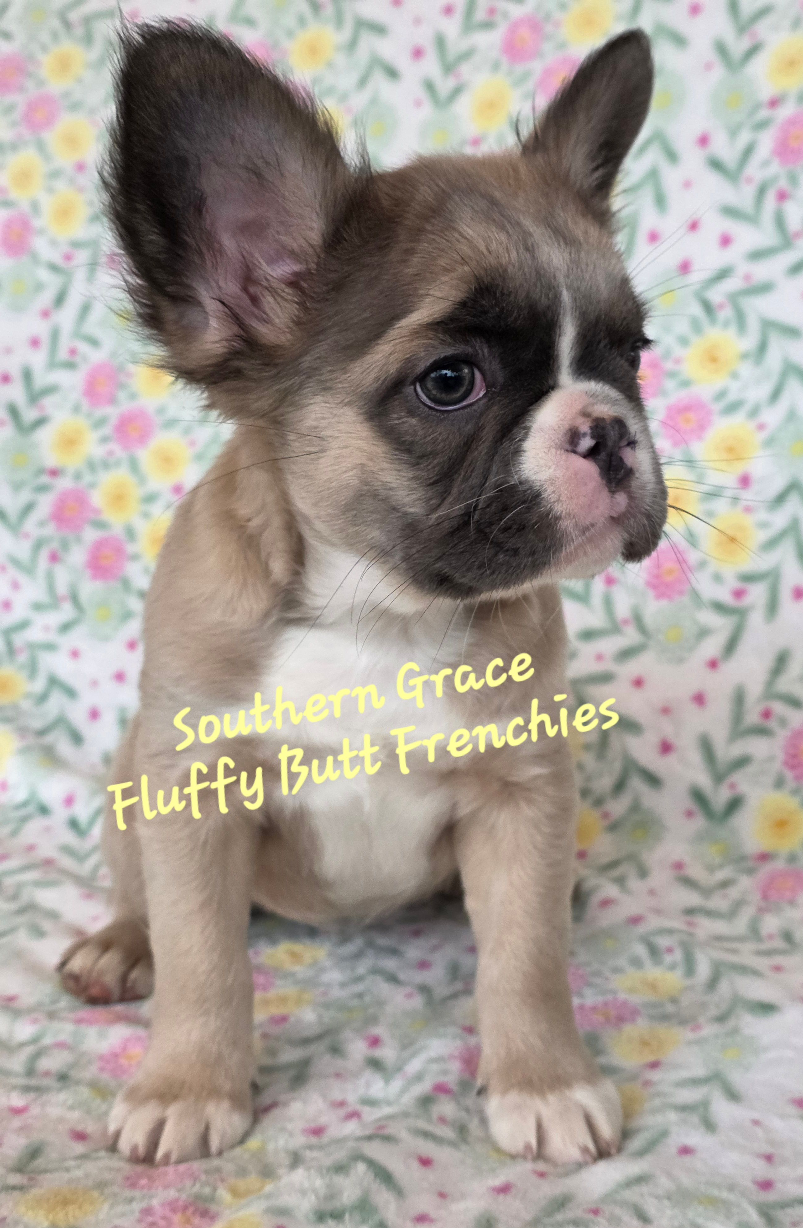 Sarah – French Bulldog puppy for sale in McKenzie, TN