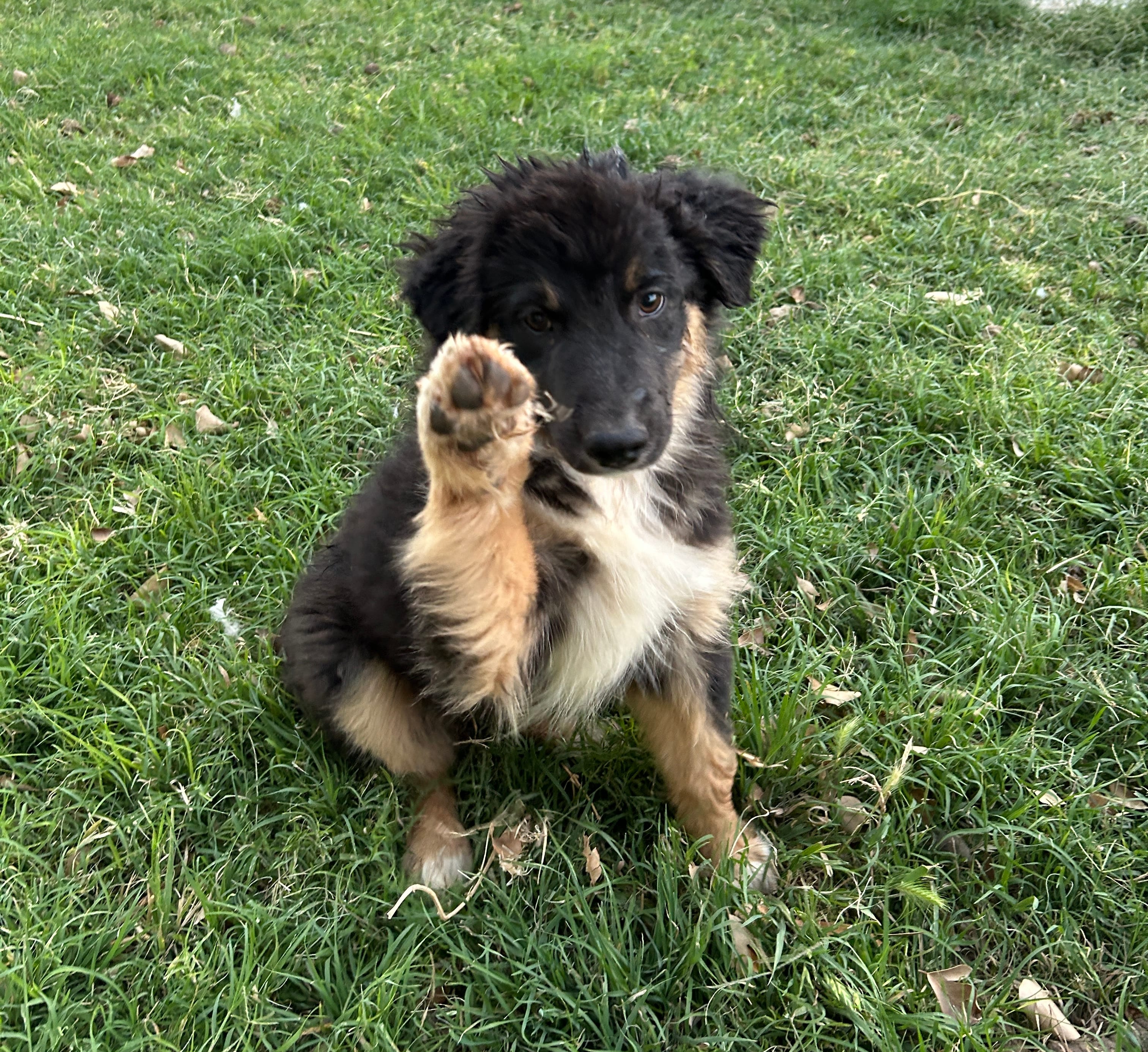 Echo – Australian Shepherd puppy for sale in Queen Creek, AZ