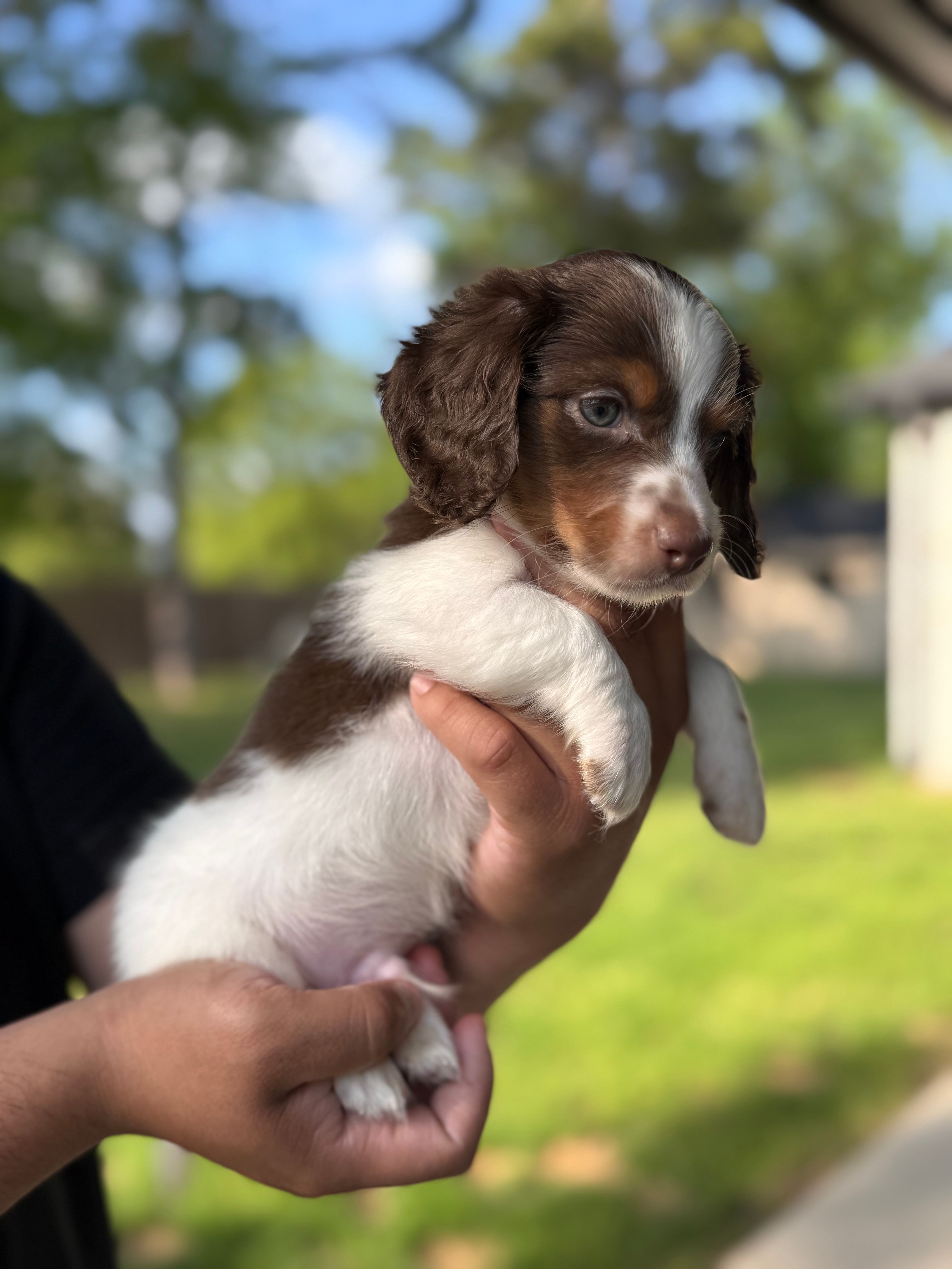 Charlie  – Miniature Dachshund puppy for sale in Tyler, TX