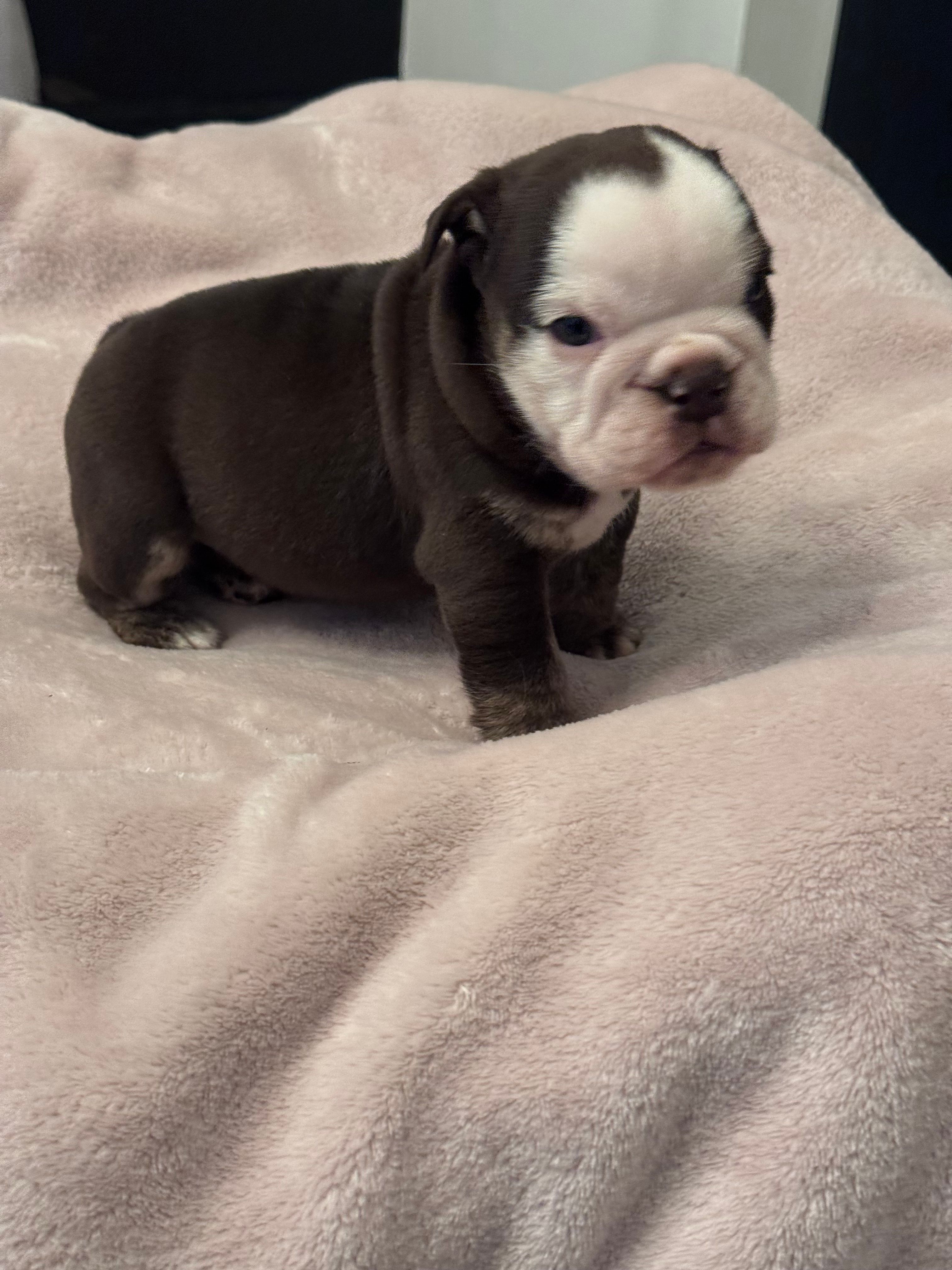 Hersey – English Bulldog puppy for sale in Tyler, TX