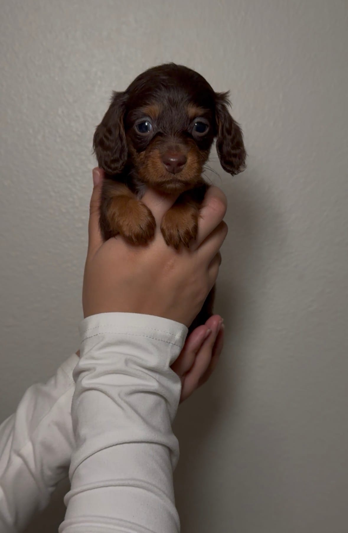 Nina  – Miniature Dachshund puppy for sale in Tyler, TX