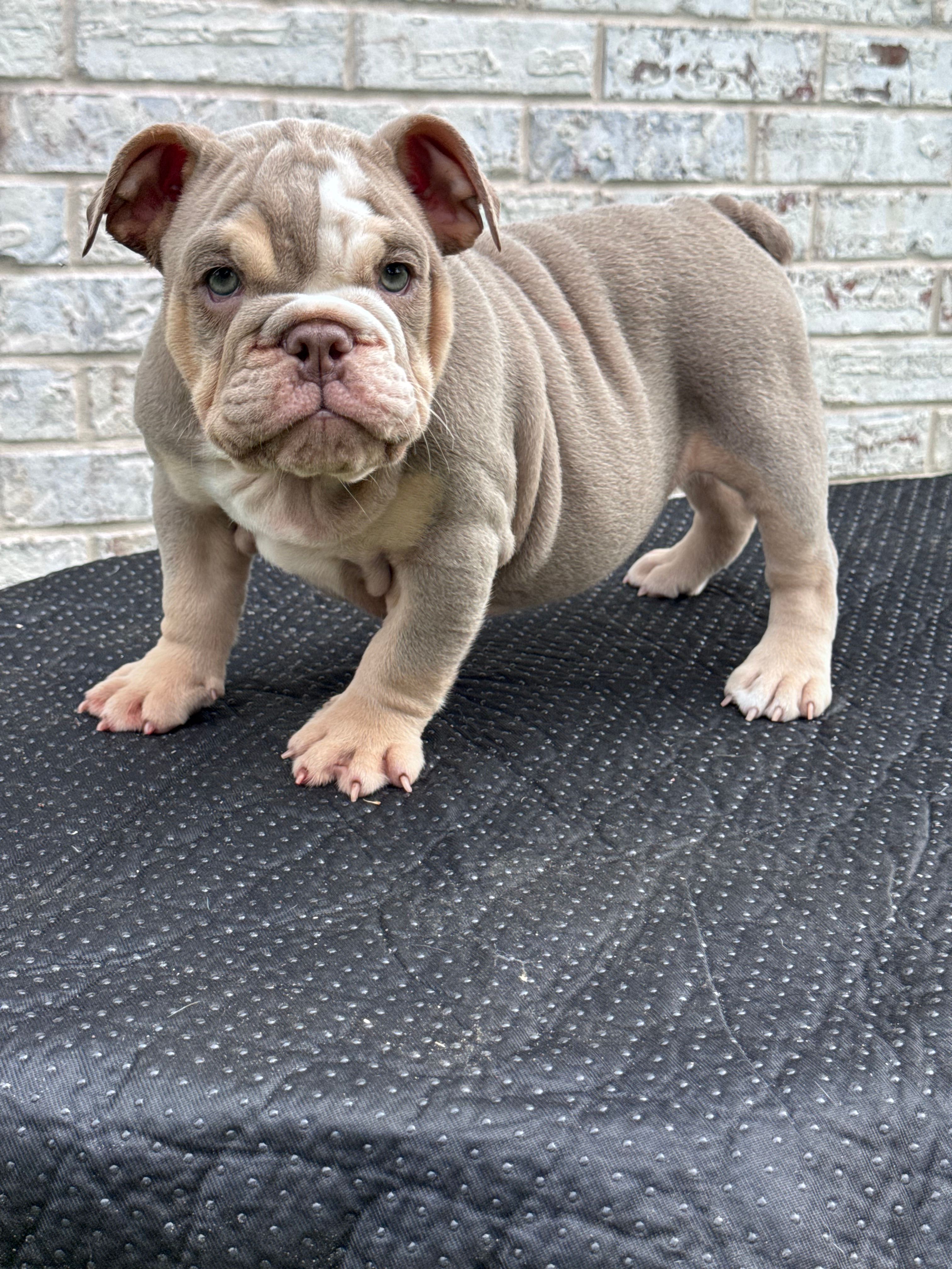 Lila – English Bulldog puppy for sale in Tyler, TX
