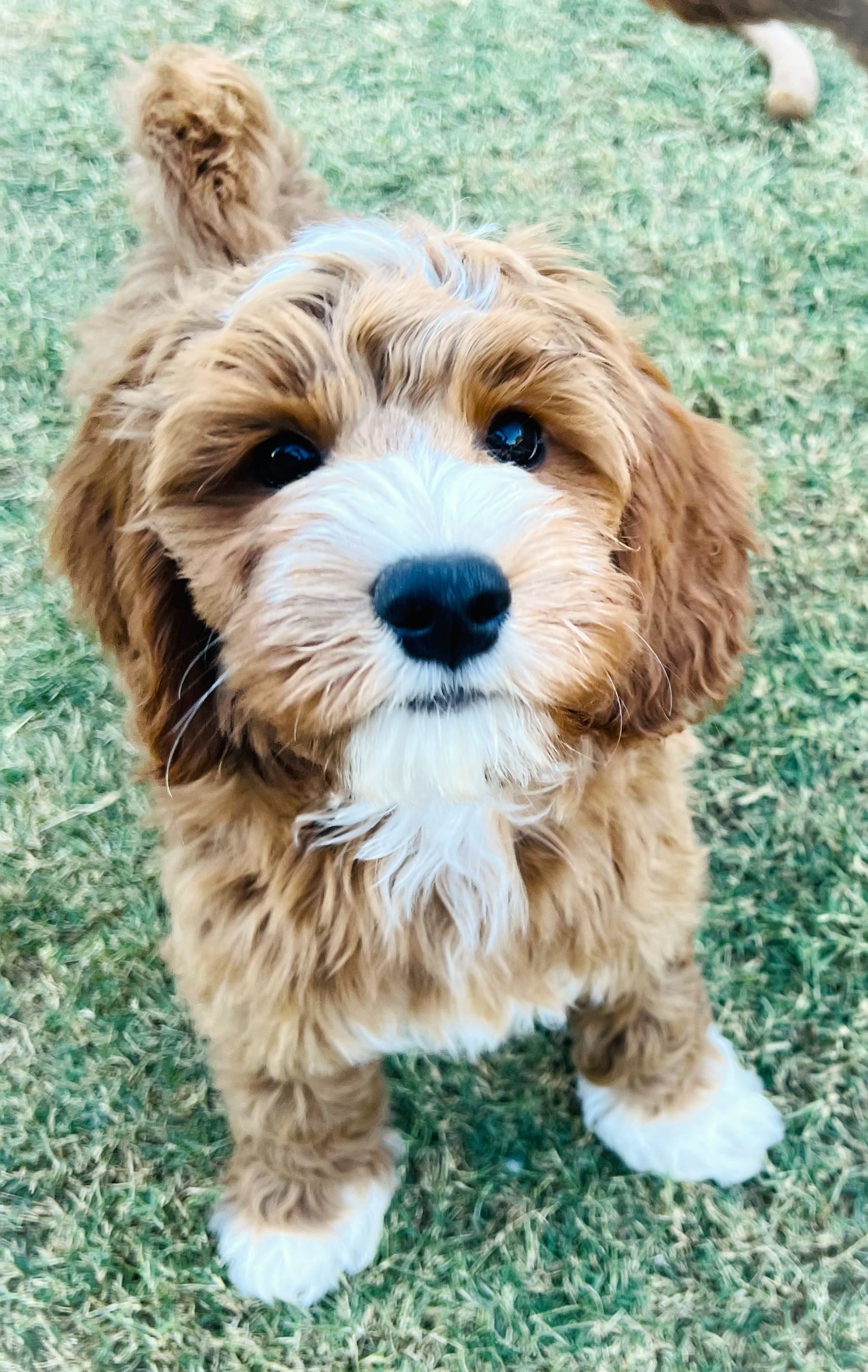 Julian – Cockapoo, Miniature Goldendoodle puppy for sale in Scottsdale, AZ