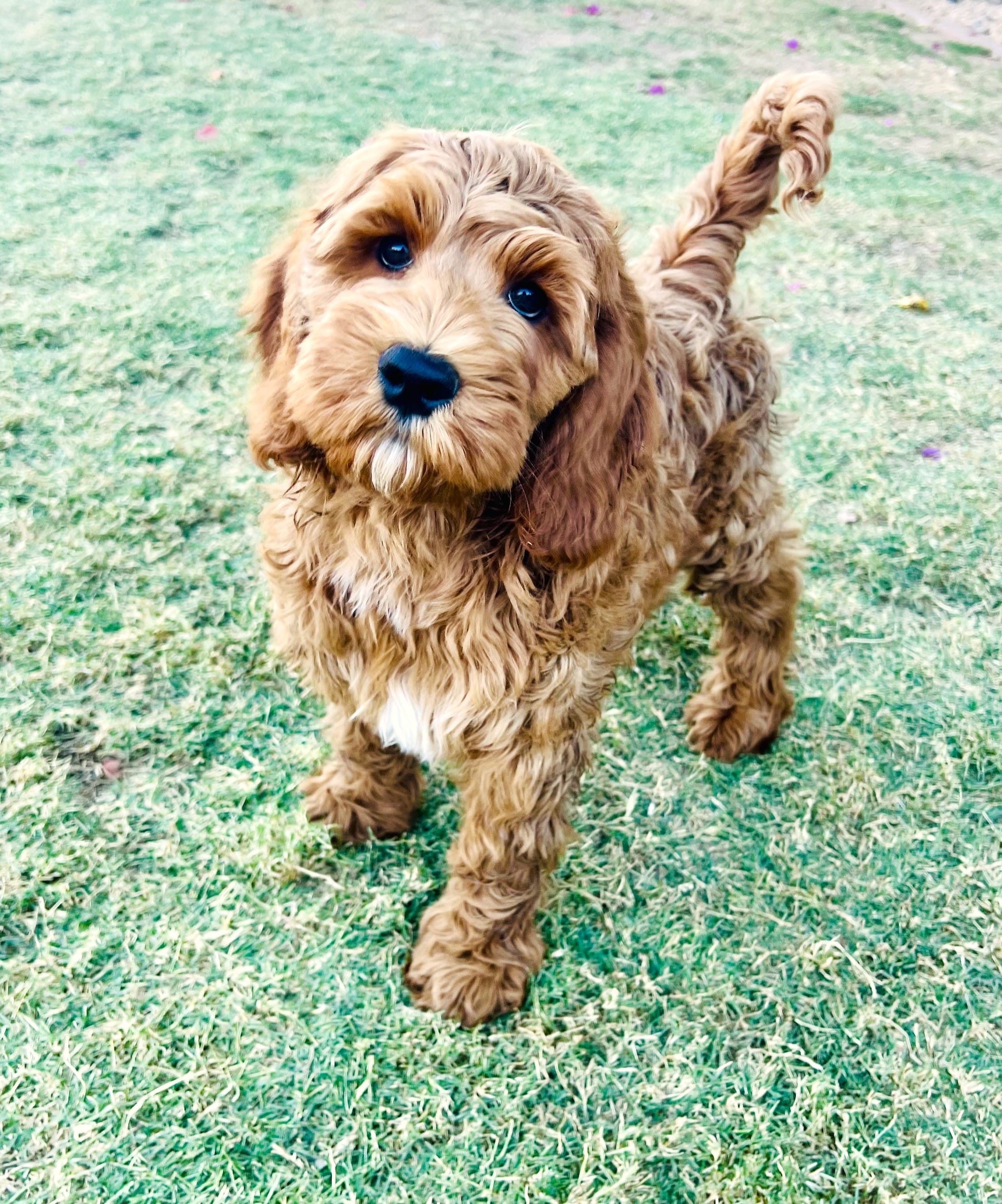 Dahlia – Cockapoo, Miniature Goldendoodle puppy for sale in Scottsdale, AZ