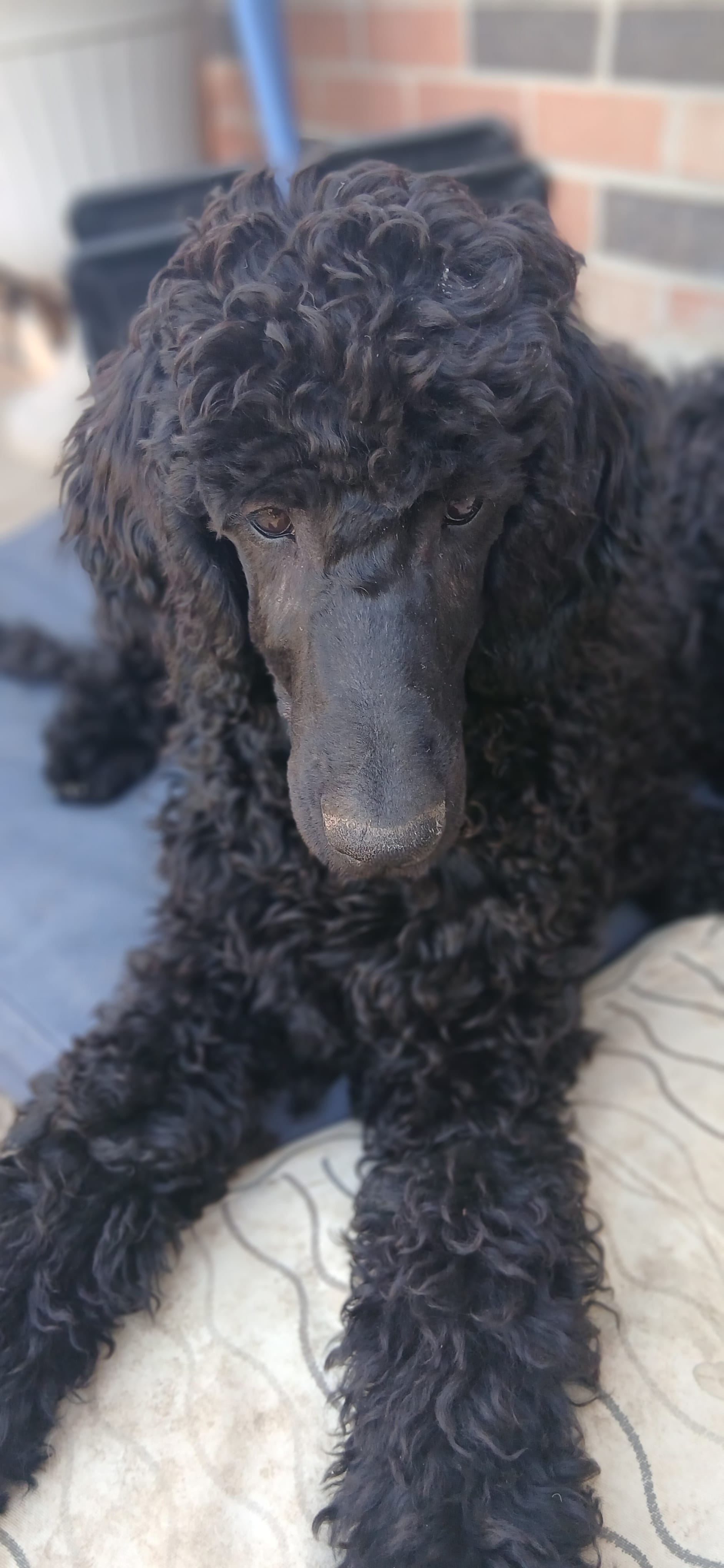 black m  – Poodle - Standard  puppy for sale in Littleton, CO