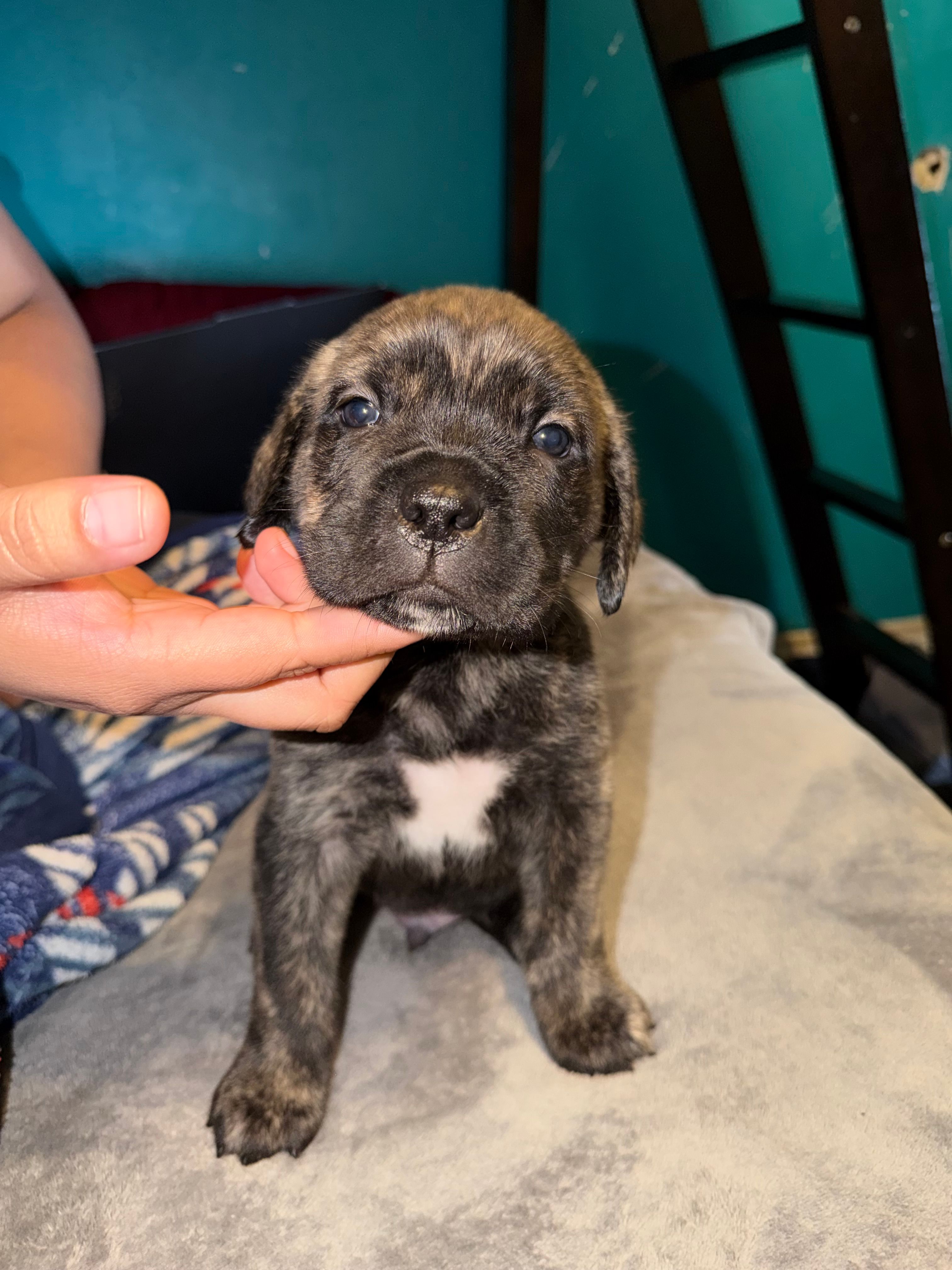 Male Brindle – Cane Corso puppy for sale in Dallas, TX