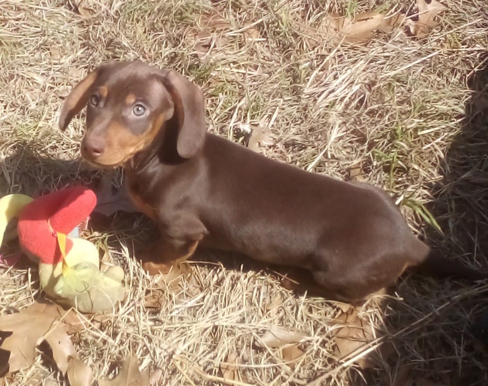 Copper – Miniature Dachshund puppy for sale in Atoka, OK