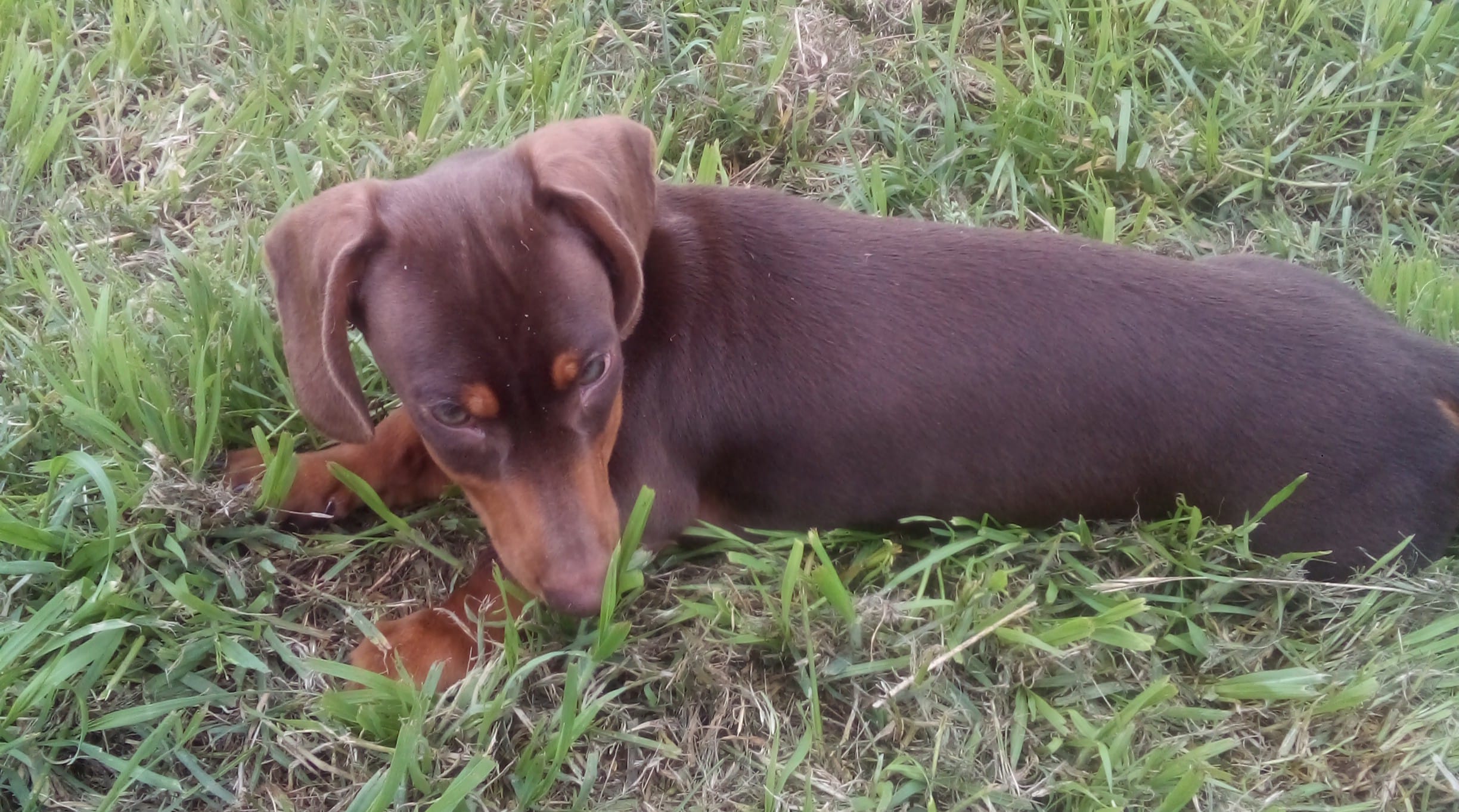 Copper – Miniature Dachshund puppy for sale in Atoka, OK