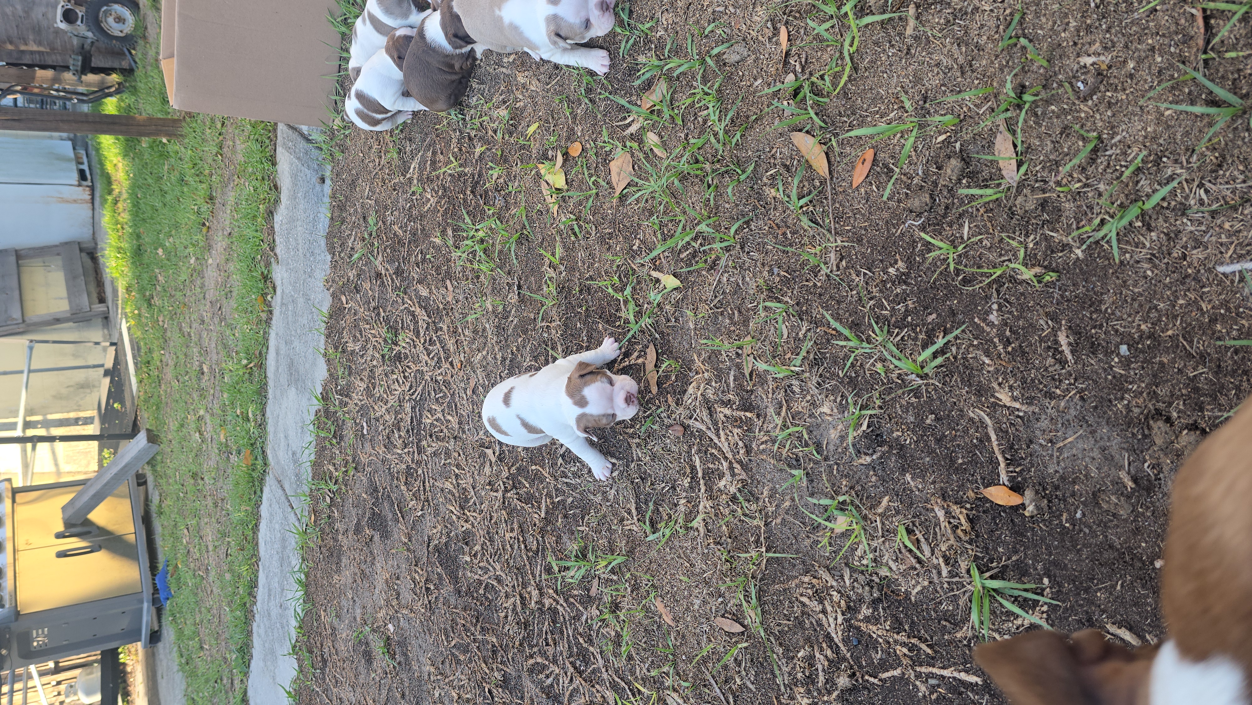 Purple collar Girl – Boston Terrier puppy for sale in Lithia, FL