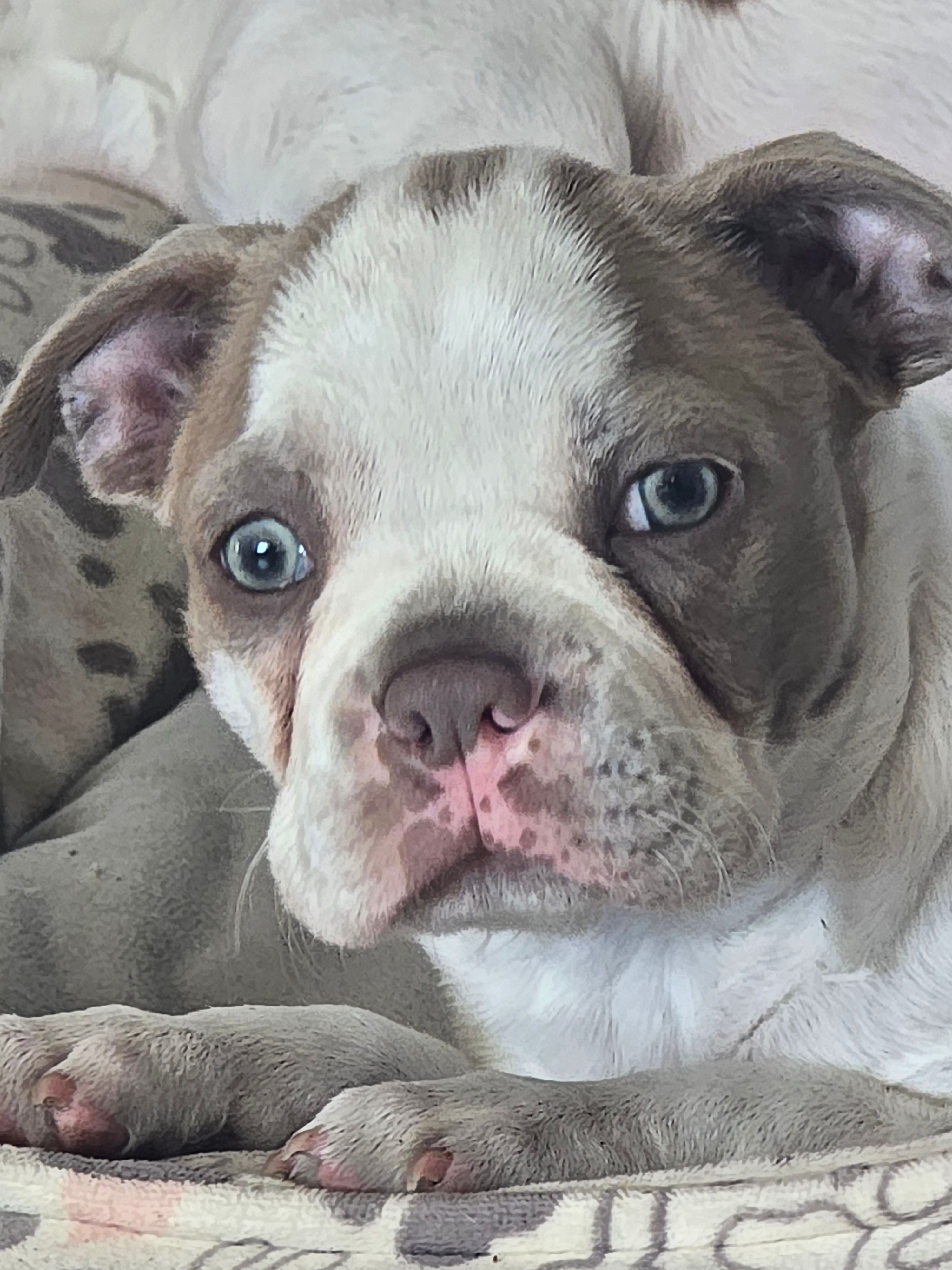 Chevy boy  – Boston Terrier puppy for sale in Lithia, FL