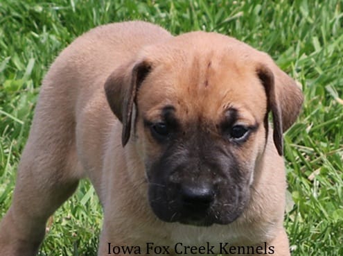 Bubba – Great Dane, English Mastiff puppy for sale in Unionville, IA