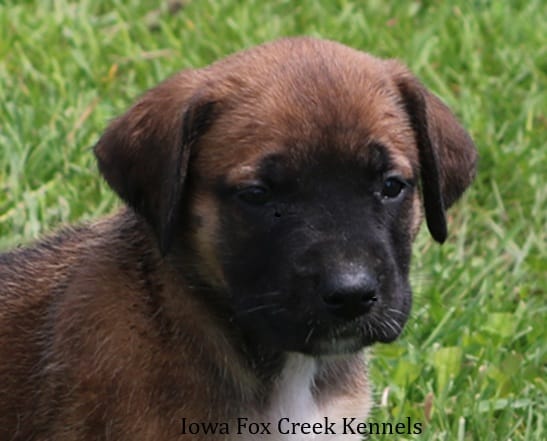 Bonnie – Great Dane, English Mastiff puppy for sale in Unionville, IA