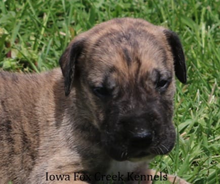 Murphy – Great Dane puppy for sale in Unionville, IA