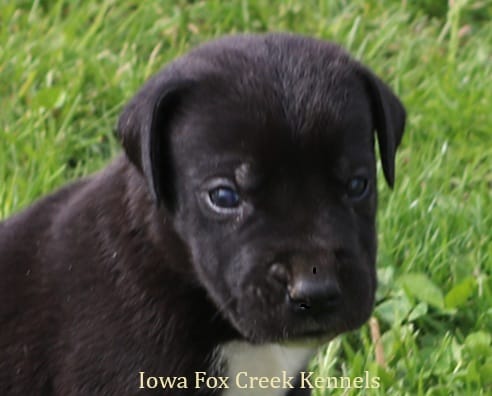 Milo – Great Dane puppy for sale in Unionville, IA