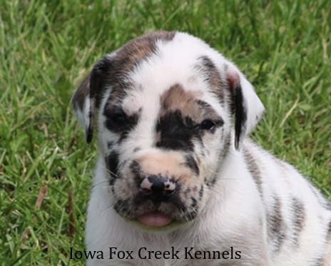 Maggie – Great Dane puppy for sale in Unionville, IA