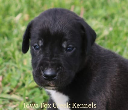 Max – Great Dane puppy for sale in Unionville, IA