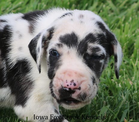 Molly – Great Dane puppy for sale in Unionville, IA