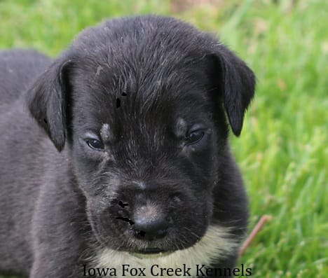 Mitzi – Great Dane puppy for sale in Unionville, IA