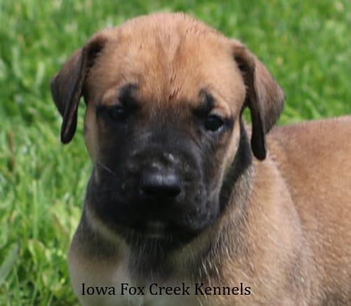 Boomer – Great Dane, English Mastiff puppy for sale in Unionville, IA