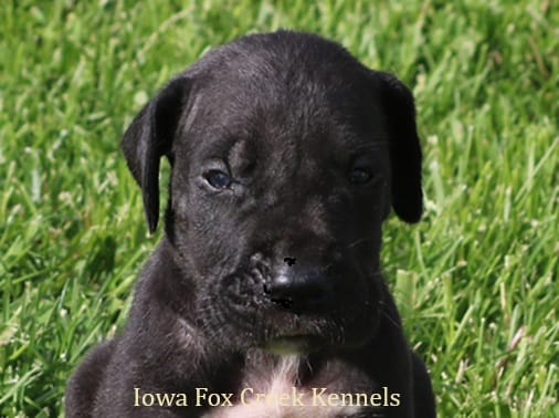 Moose – Great Dane puppy for sale in Unionville, IA