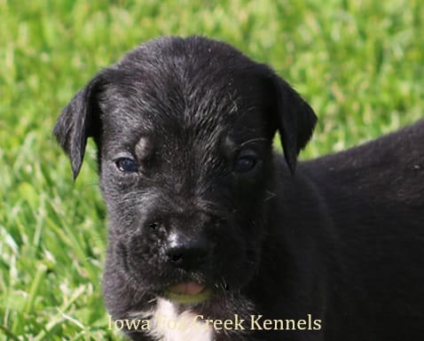 Maya – Great Dane puppy for sale in Unionville, IA