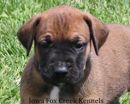 Brutus – Great Dane, English Mastiff puppy for sale in Unionville, IA