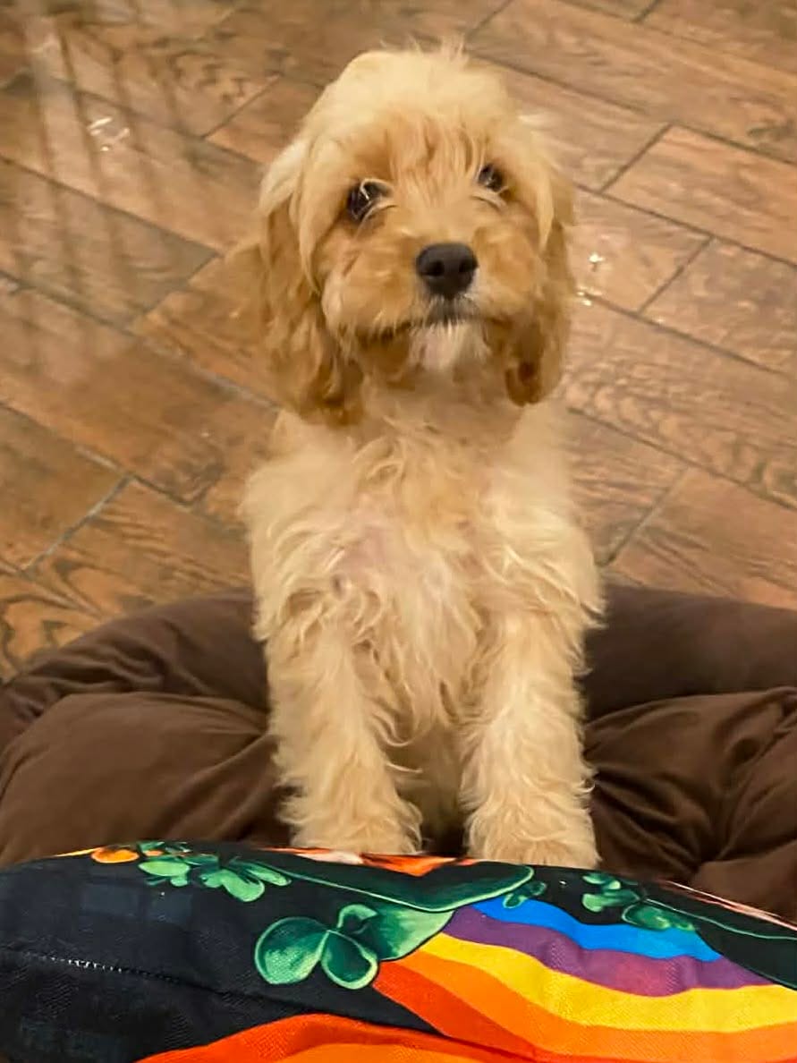 Britt – Cavapoo puppy for sale in Los Angeles, CA