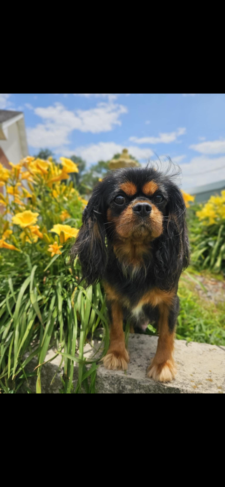 Ebony  – Cavalier King Charles Spaniel puppy for sale in Los Angeles, CA