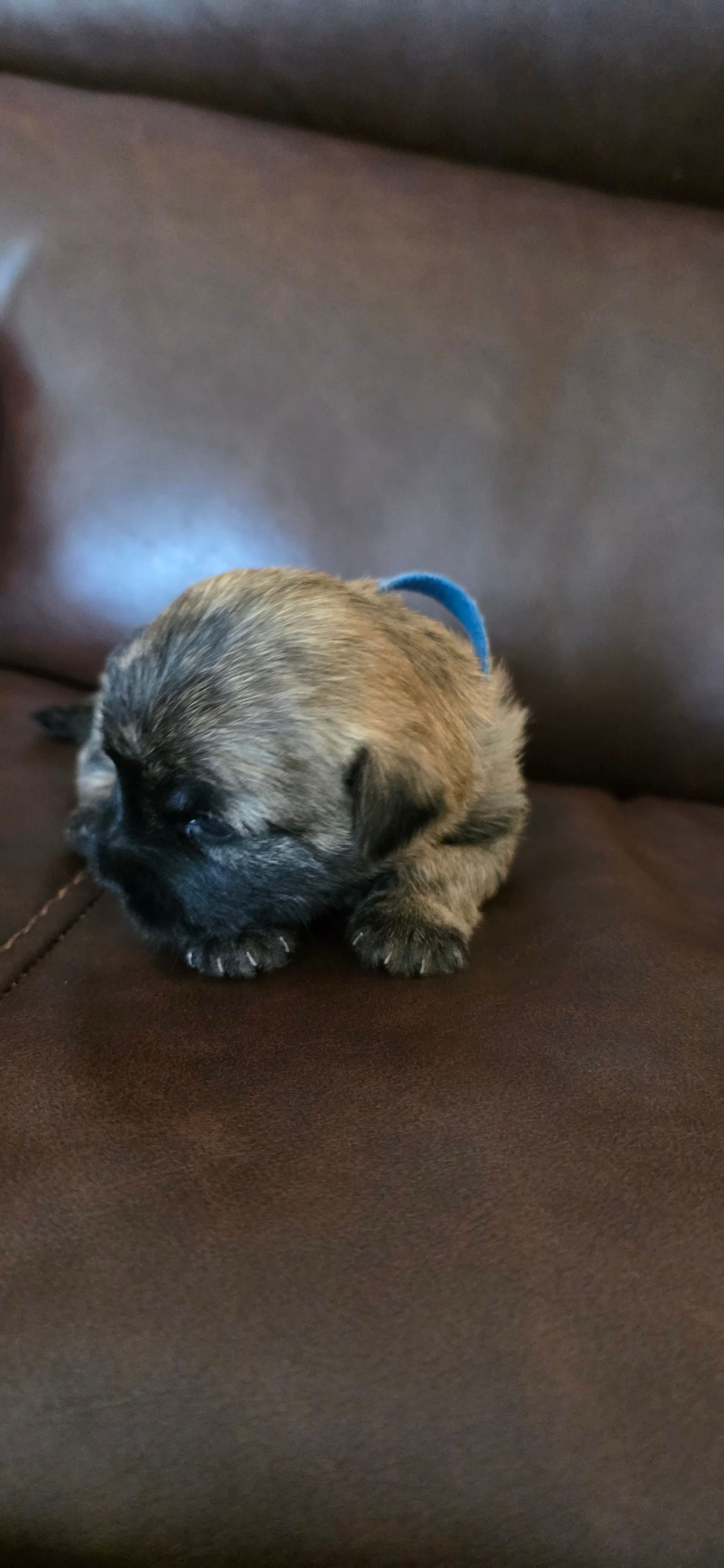 Dark sky  – Cairn Terrier puppy for sale in Annapolis, MD