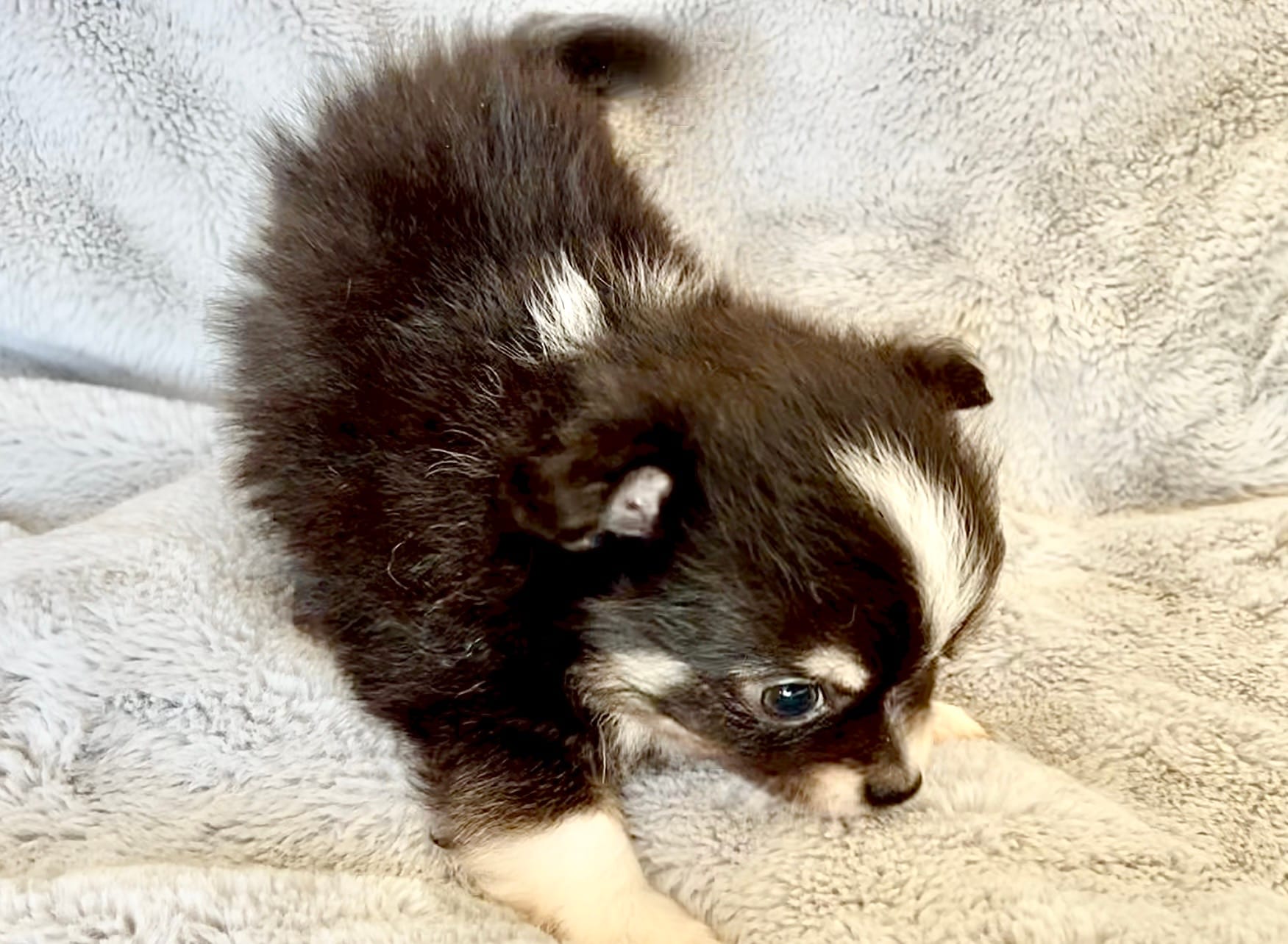 Boy3 – Chihuahua puppy for sale in Cedar Creek, TX