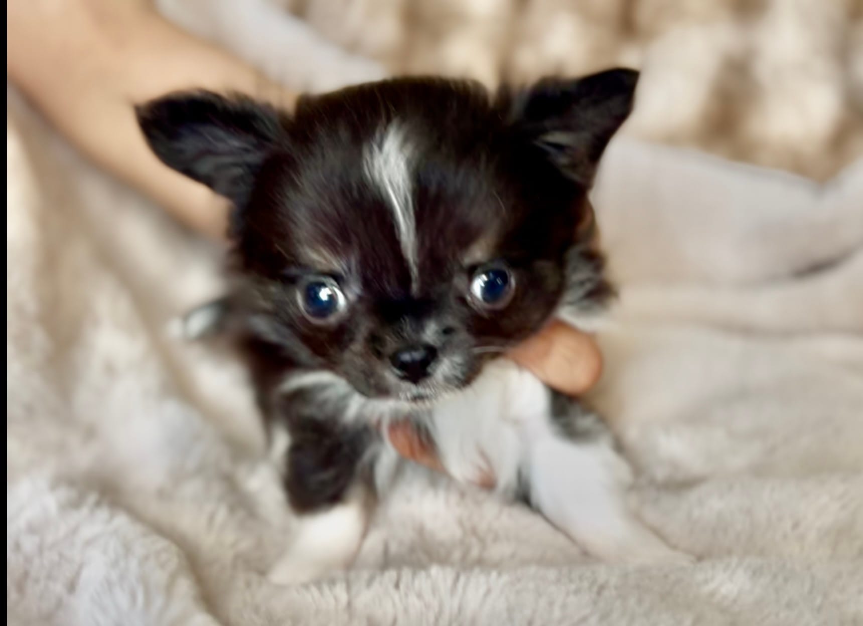 AKC Rio – Chihuahua puppy for sale in Cedar Creek, TX