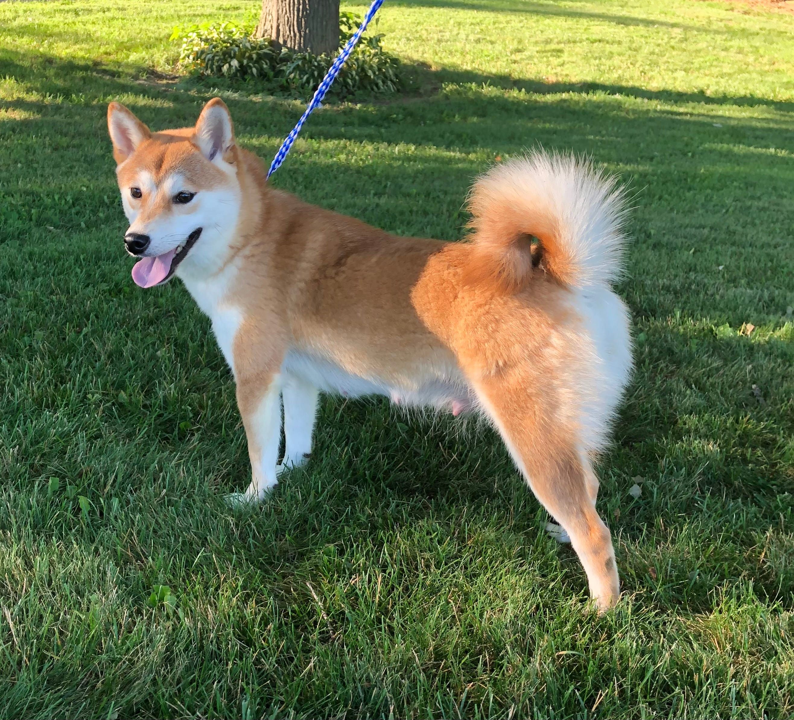 Tansy - AKC – Shiba Inu puppy for sale in Boyceville, WI