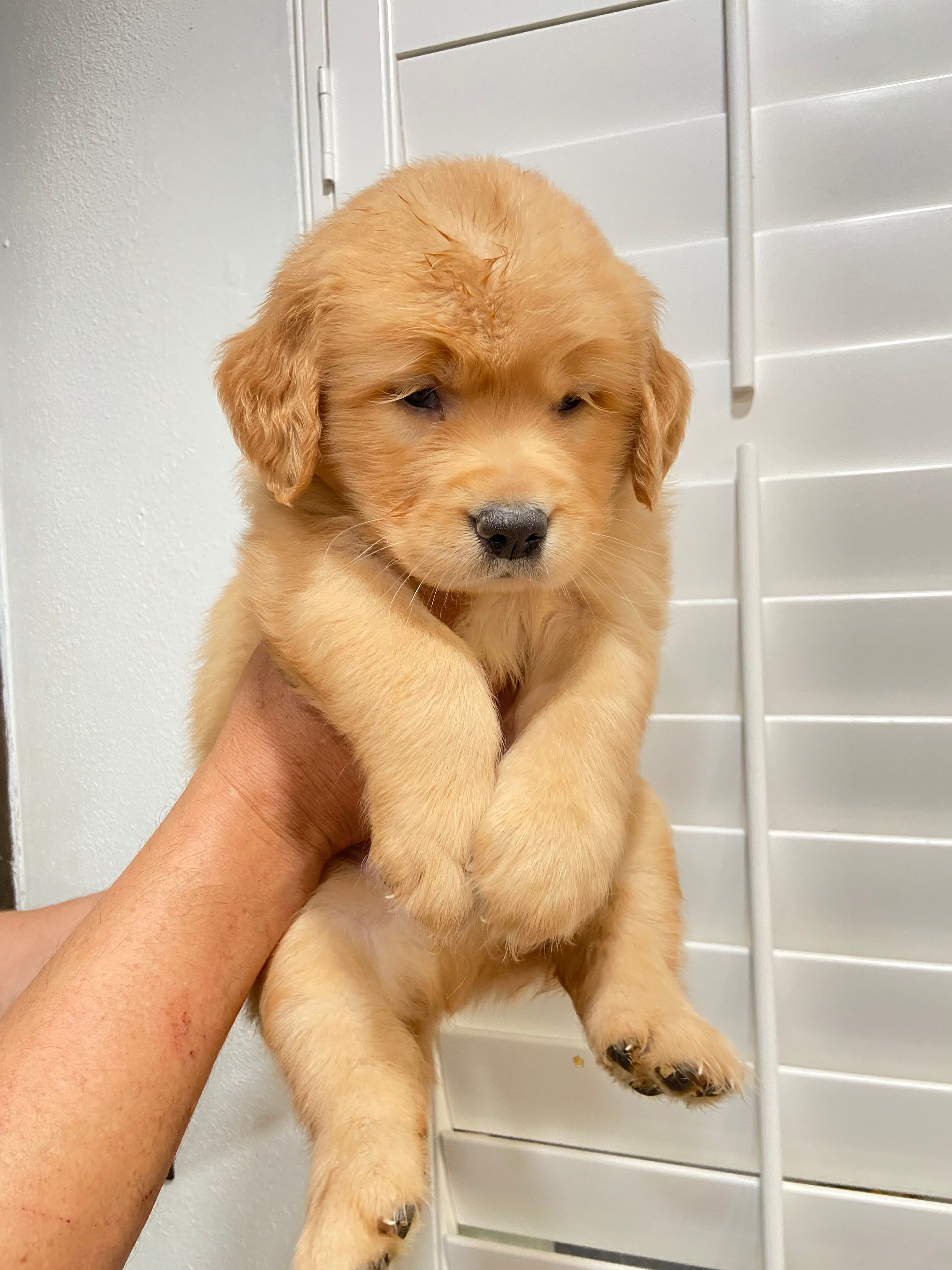 Golden female  – Golden Retriever puppy for sale in Ontario, CA