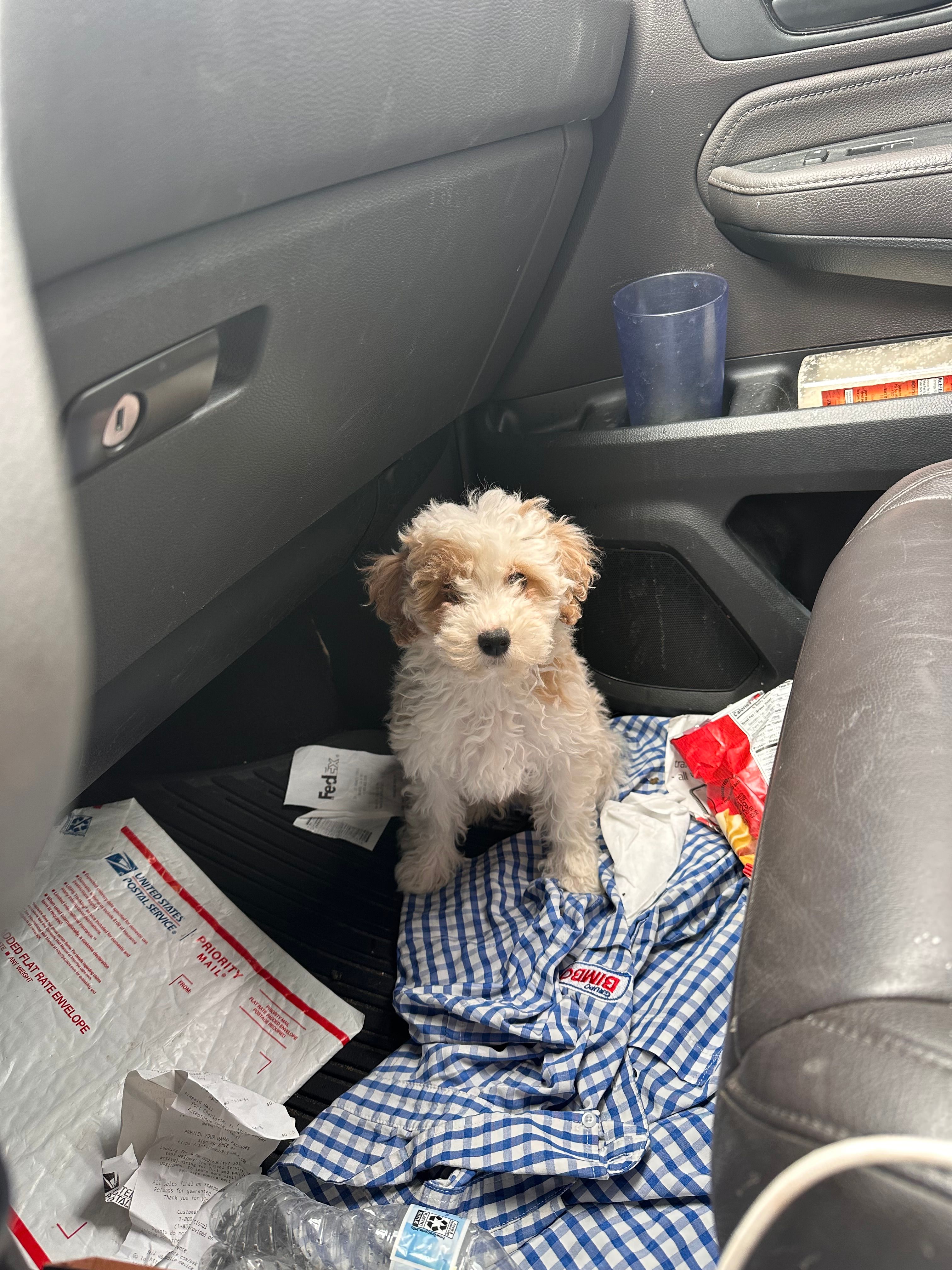 Mini poodle  – Poodle - Miniature  puppy for sale in Ontario, CA