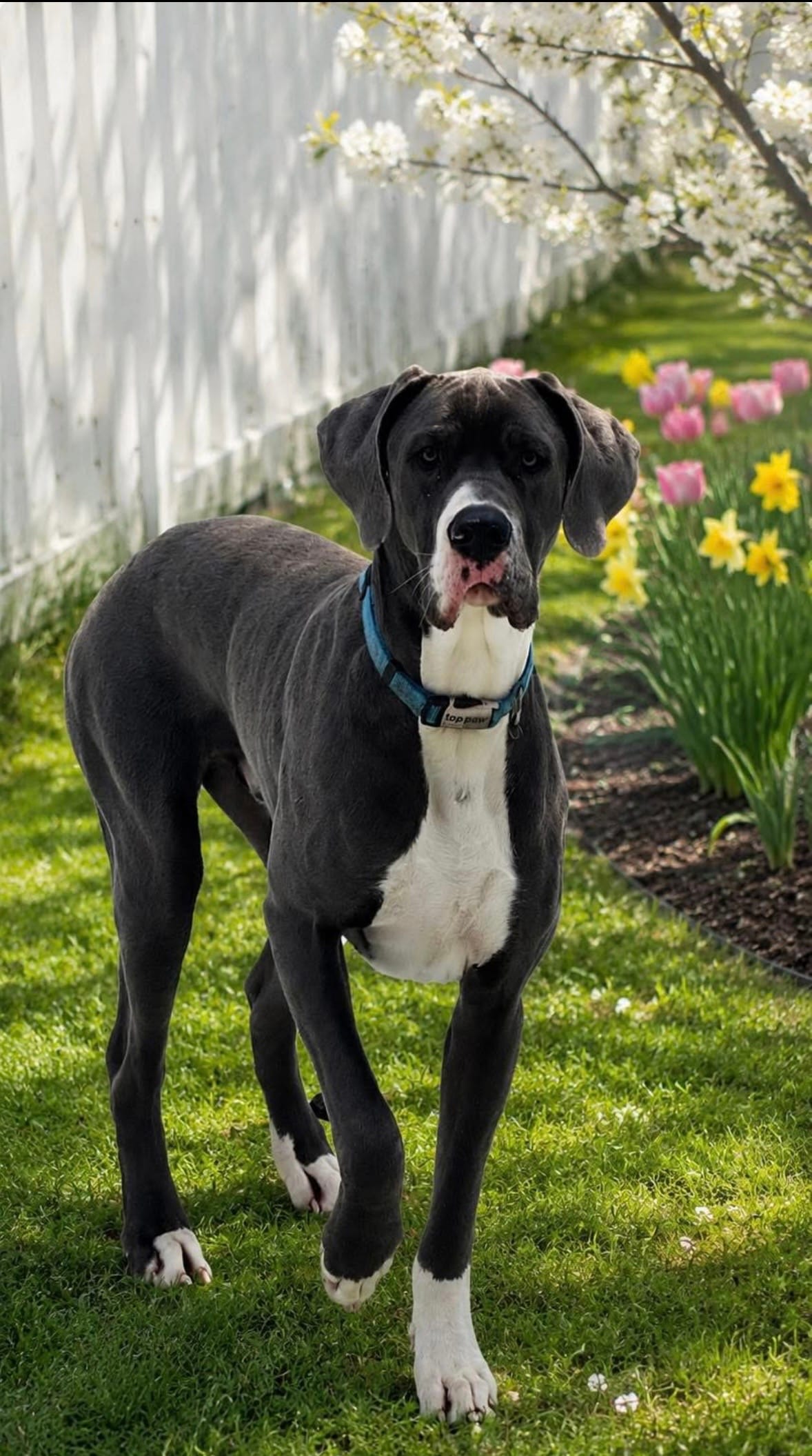 Pasquale – Great Dane puppy for sale in Seekonk, MA