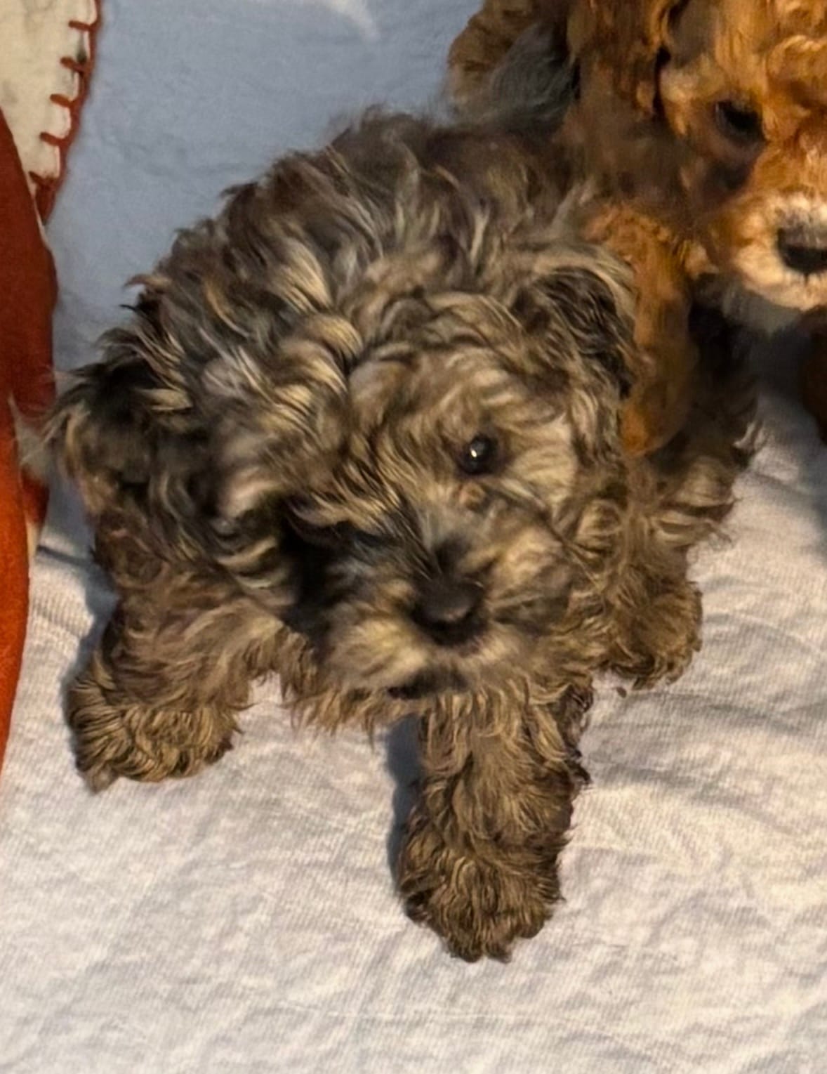 Daks Girl – Cavapoo puppy for sale in Seekonk, MA