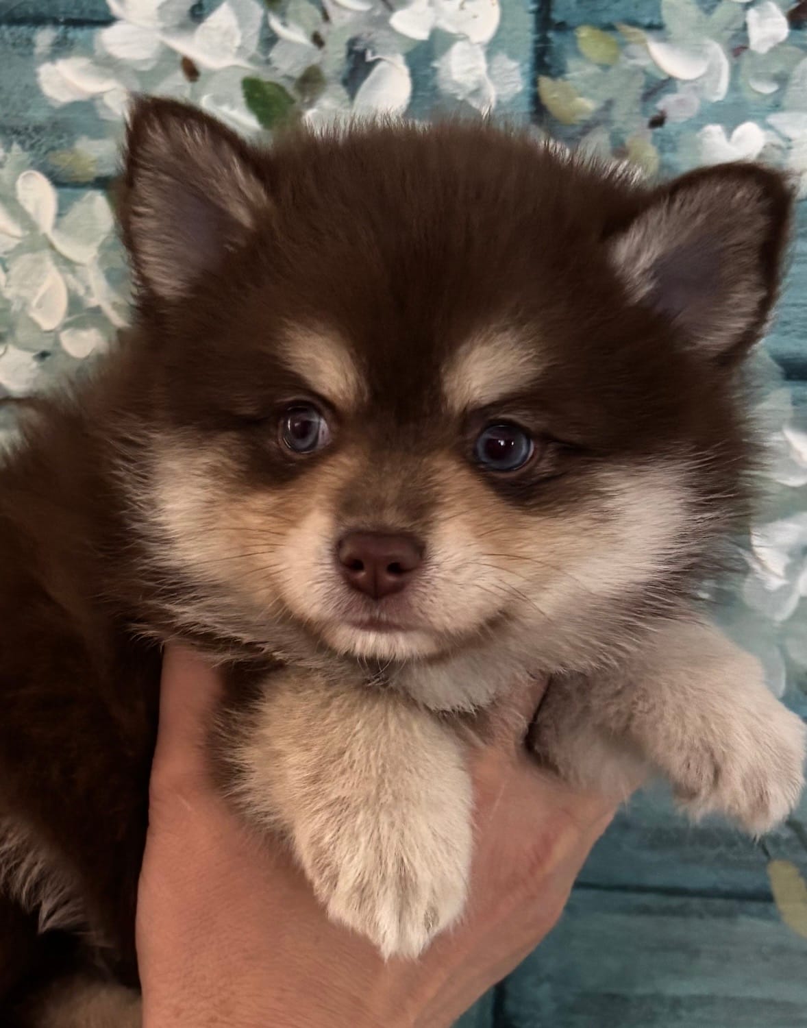 Hershey – Pomsky puppy for sale in Seekonk, MA