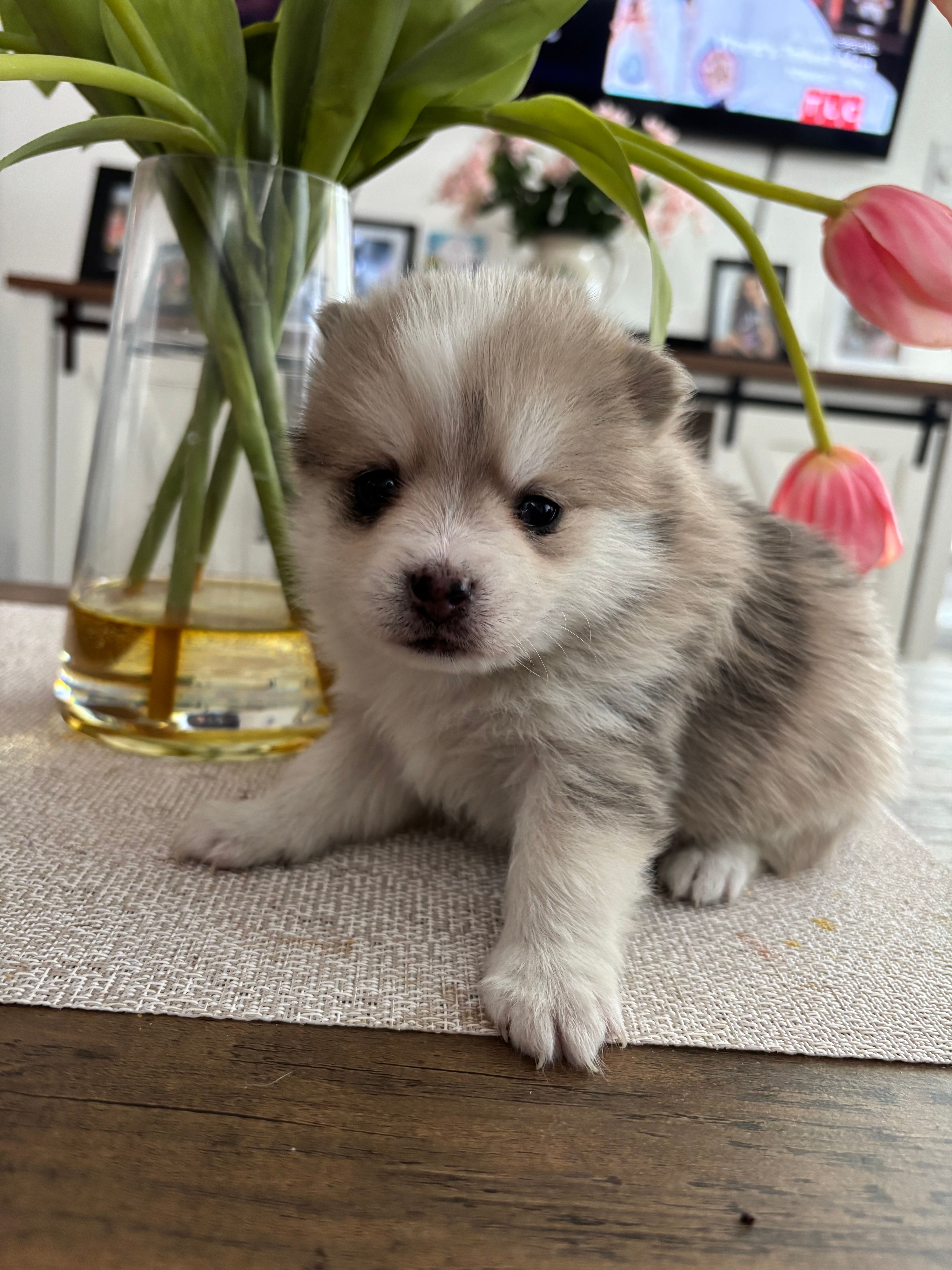 Daks Merle – Pomsky puppy for sale in Seekonk, MA