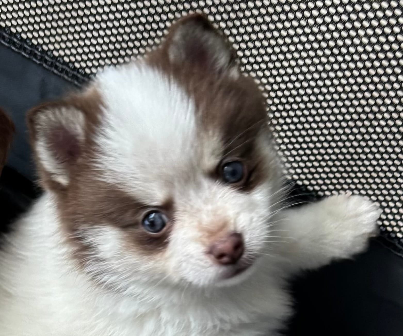 Daks white – Pomsky puppy for sale in Seekonk, MA