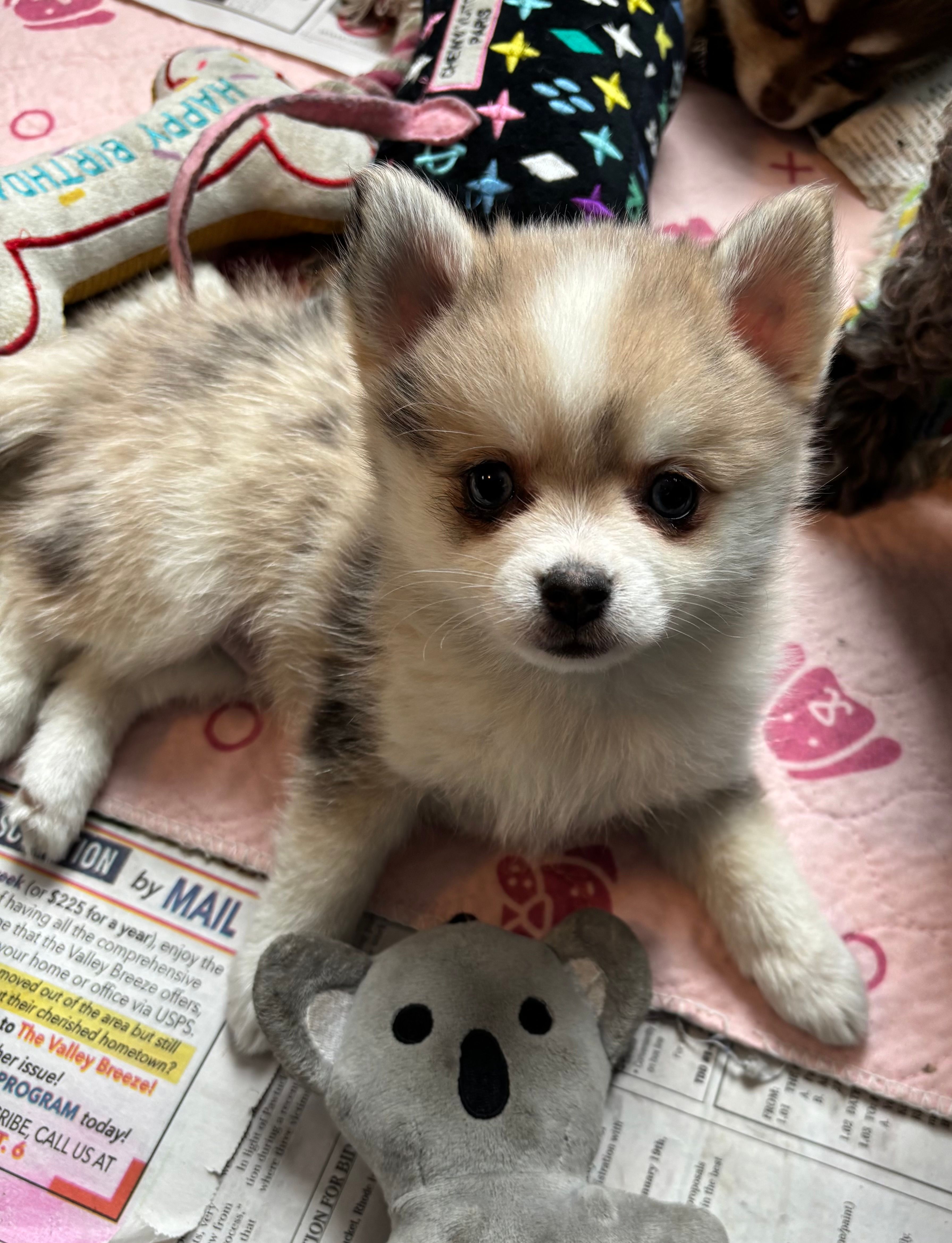 Daks Merle – Pomsky puppy for sale in Seekonk, MA