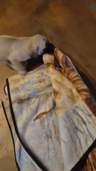 Lilly, a male English Mastiff for sale in Belen, NM – 2 of 7