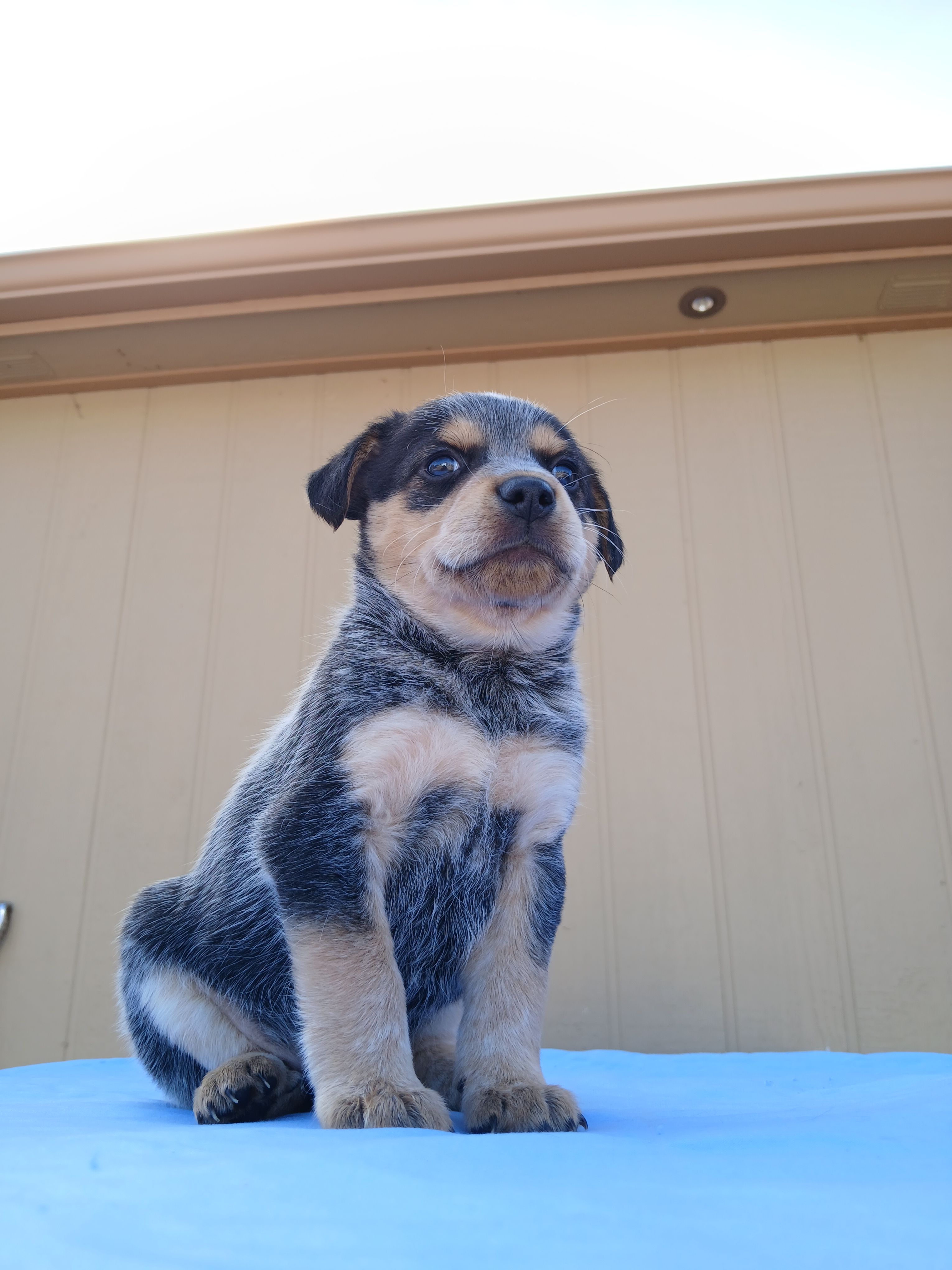 Clyde – Australian Cattle Dog, Australian Shepherd puppy for sale in Canon City, CO