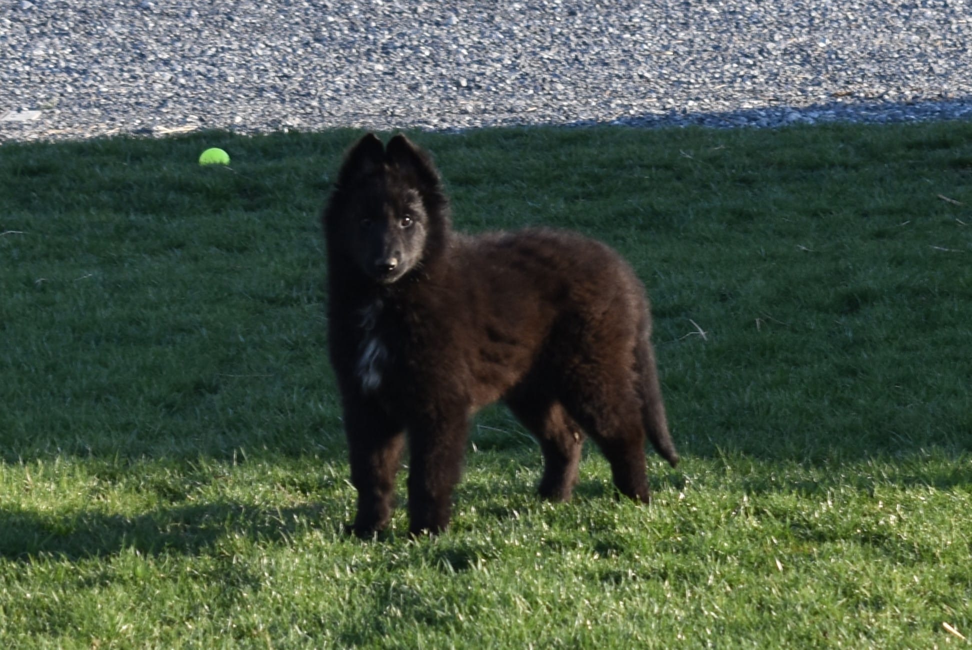 Mia – Belgian Sheepdog puppy for sale in New Holland, PA
