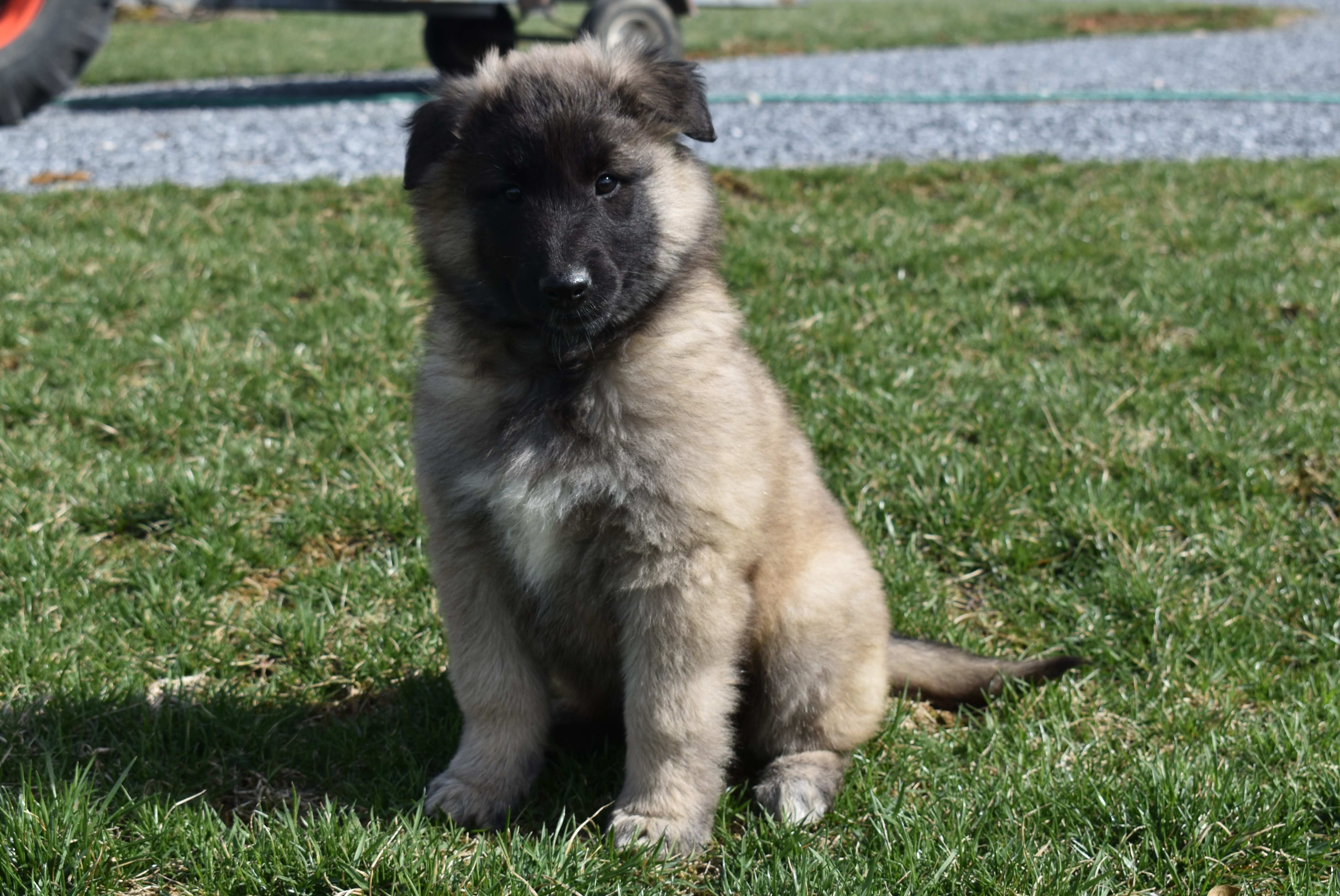 Macy – Belgian Tervuren puppy for sale in New Holland, PA