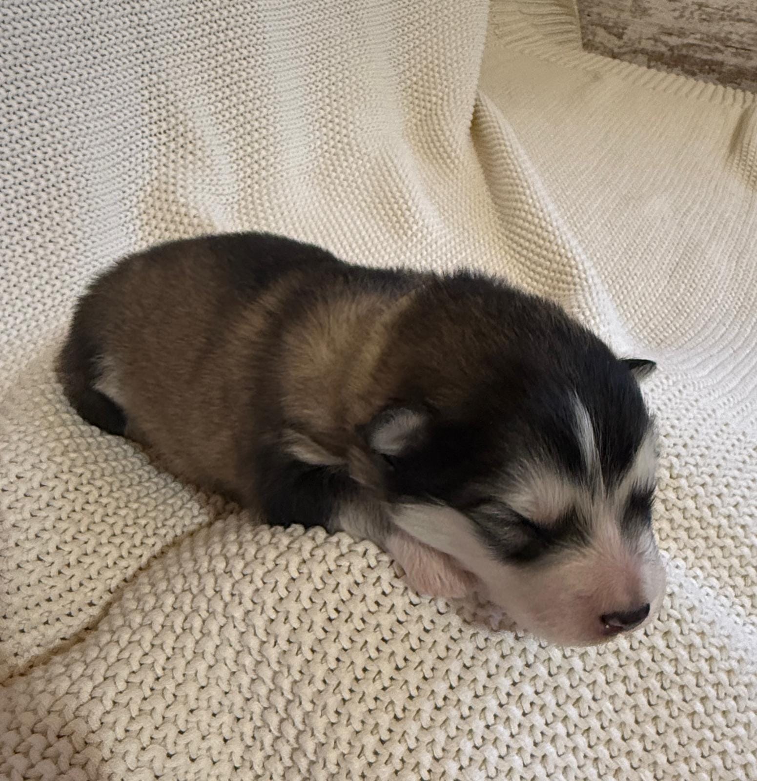 AKC PEARL – Alaskan Malamute puppy for sale in Montezuma, KS