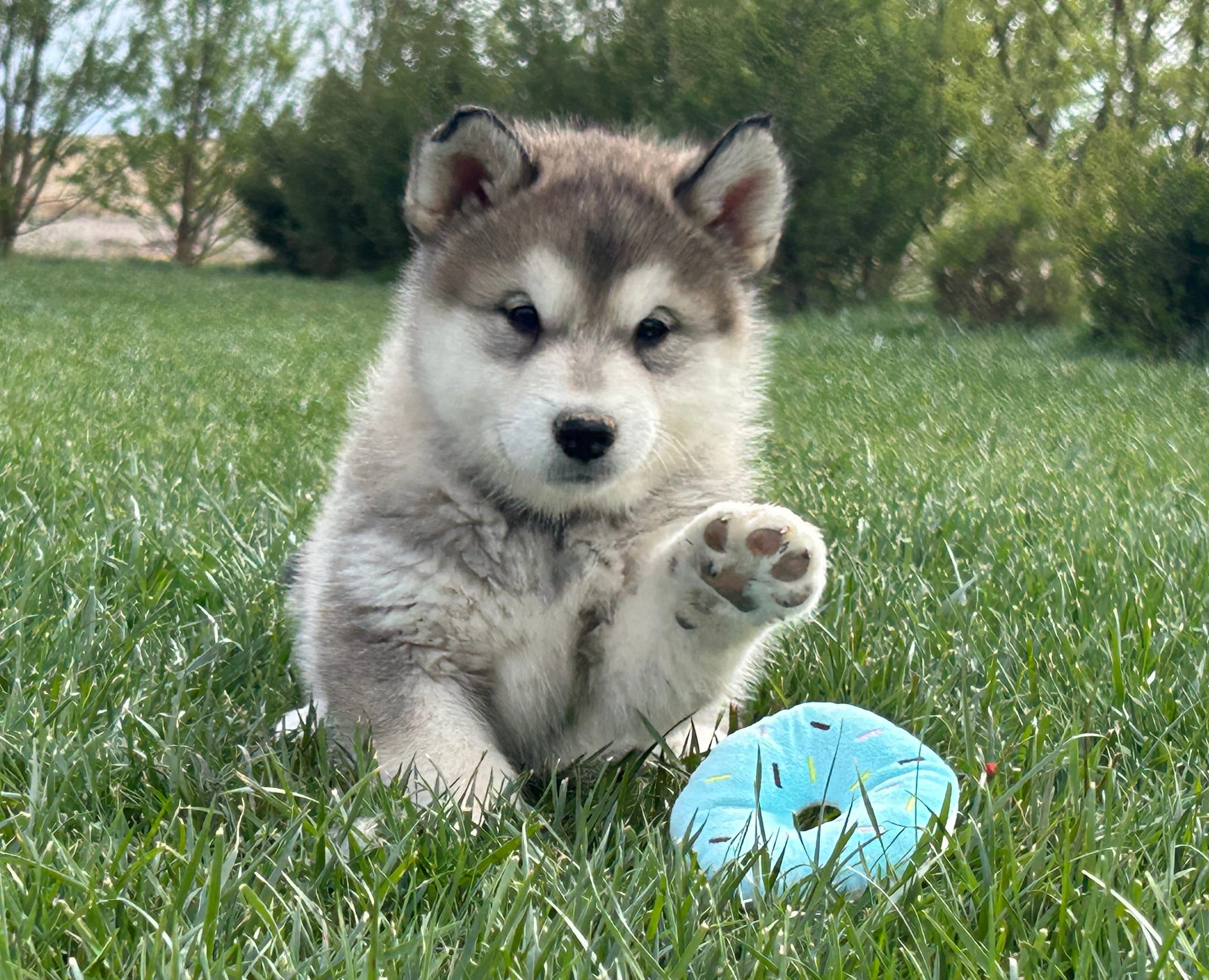 JAVA CHIP'S AKC PUPPIES – Alaskan Malamute puppy for sale in Montezuma, KS