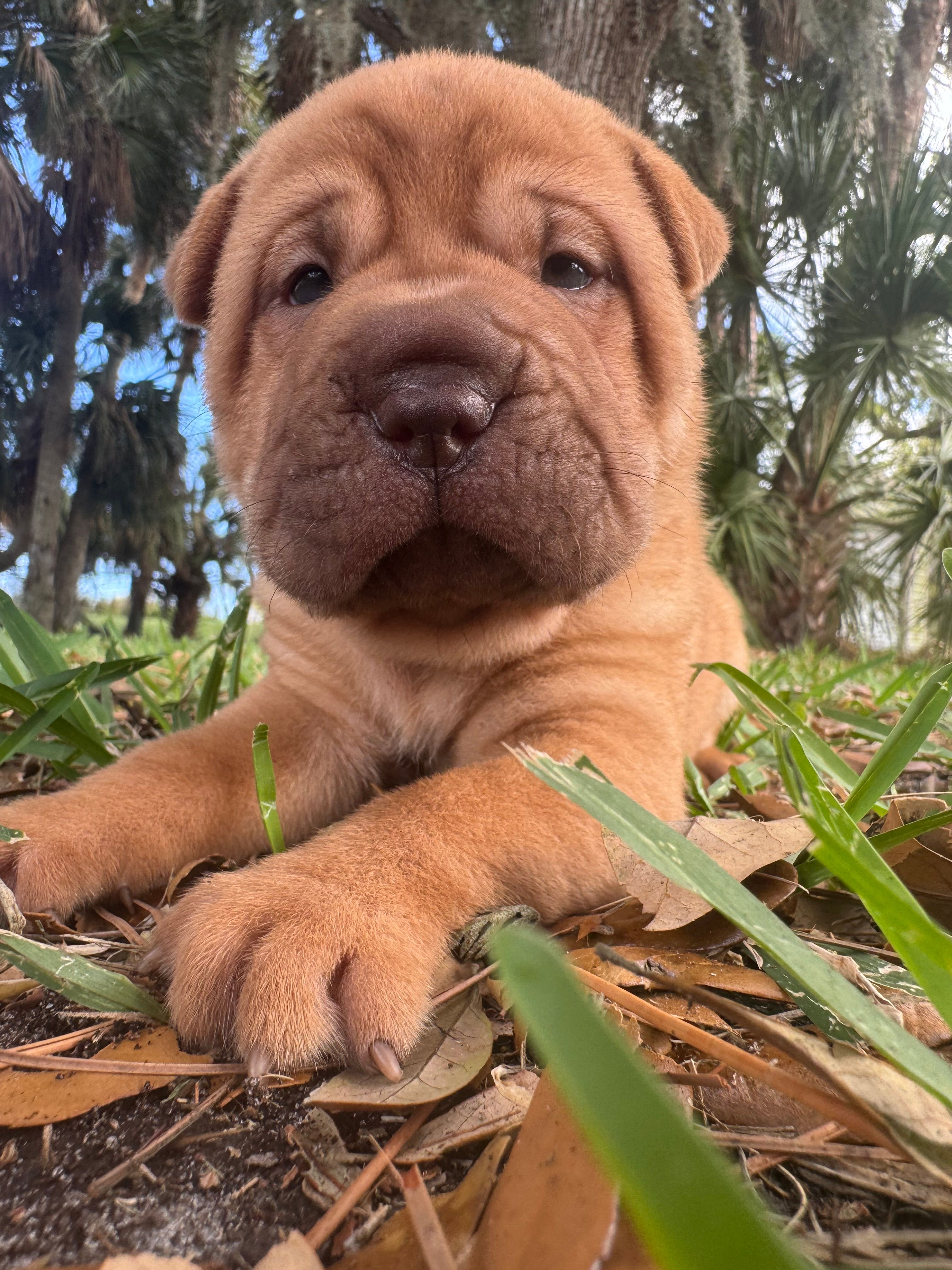 Male 1  – Miniature Shar-Pei puppy for sale in Rockledge, FL