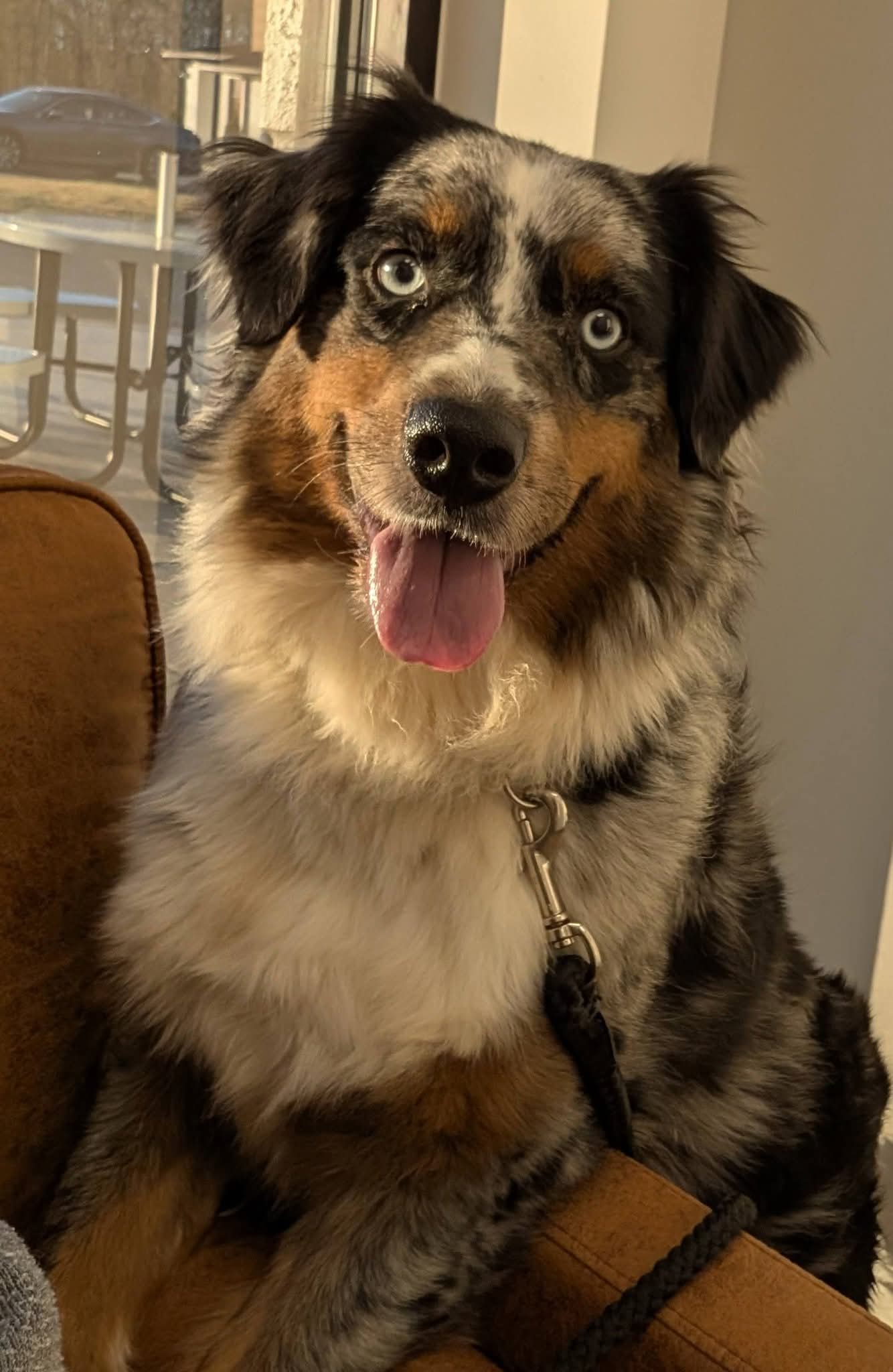 Merle Calypso x Red Litter 2026 – Australian Shepherd puppy for sale in Forsyth, GA
